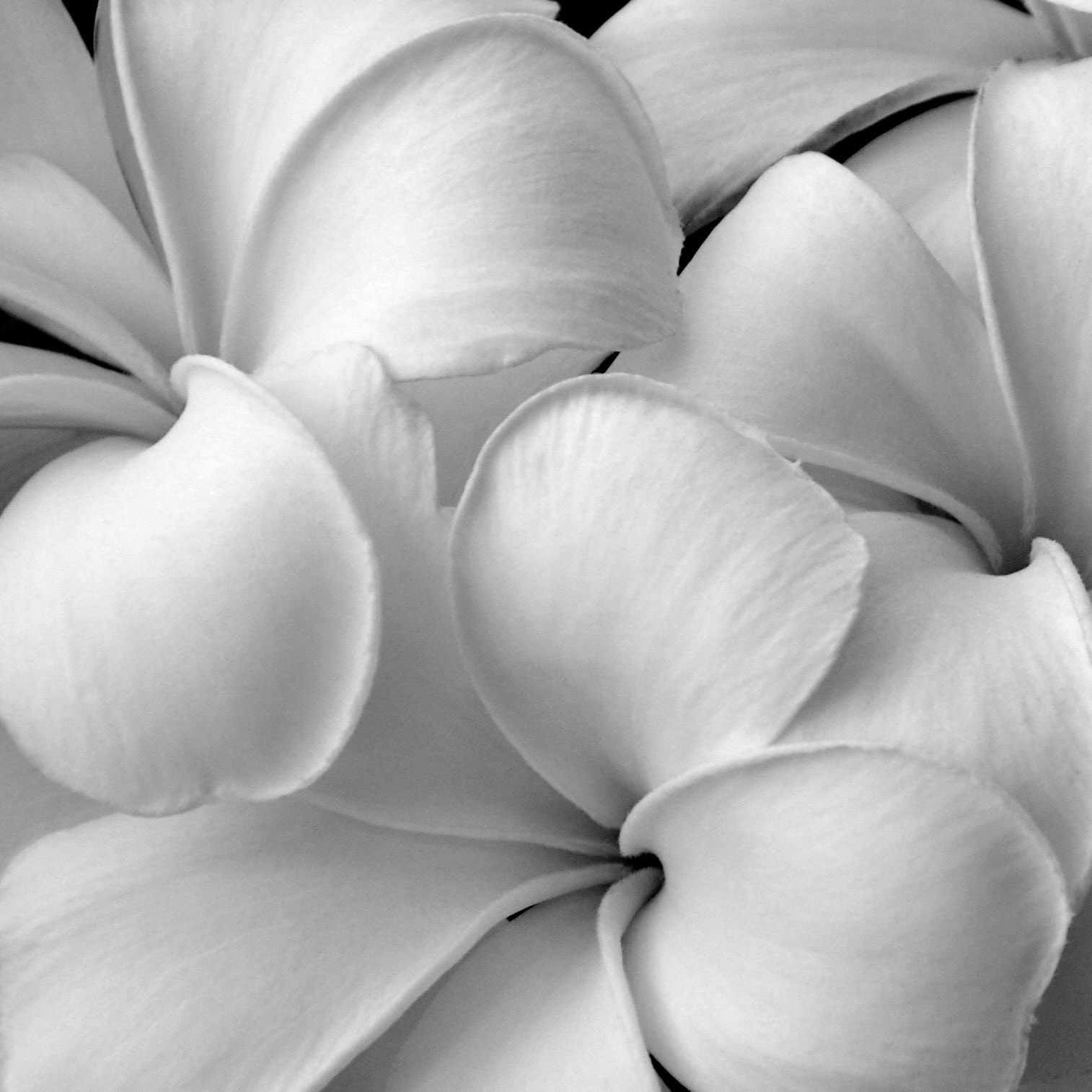 Black and white of frangipani in St Vincent and the Grenadines