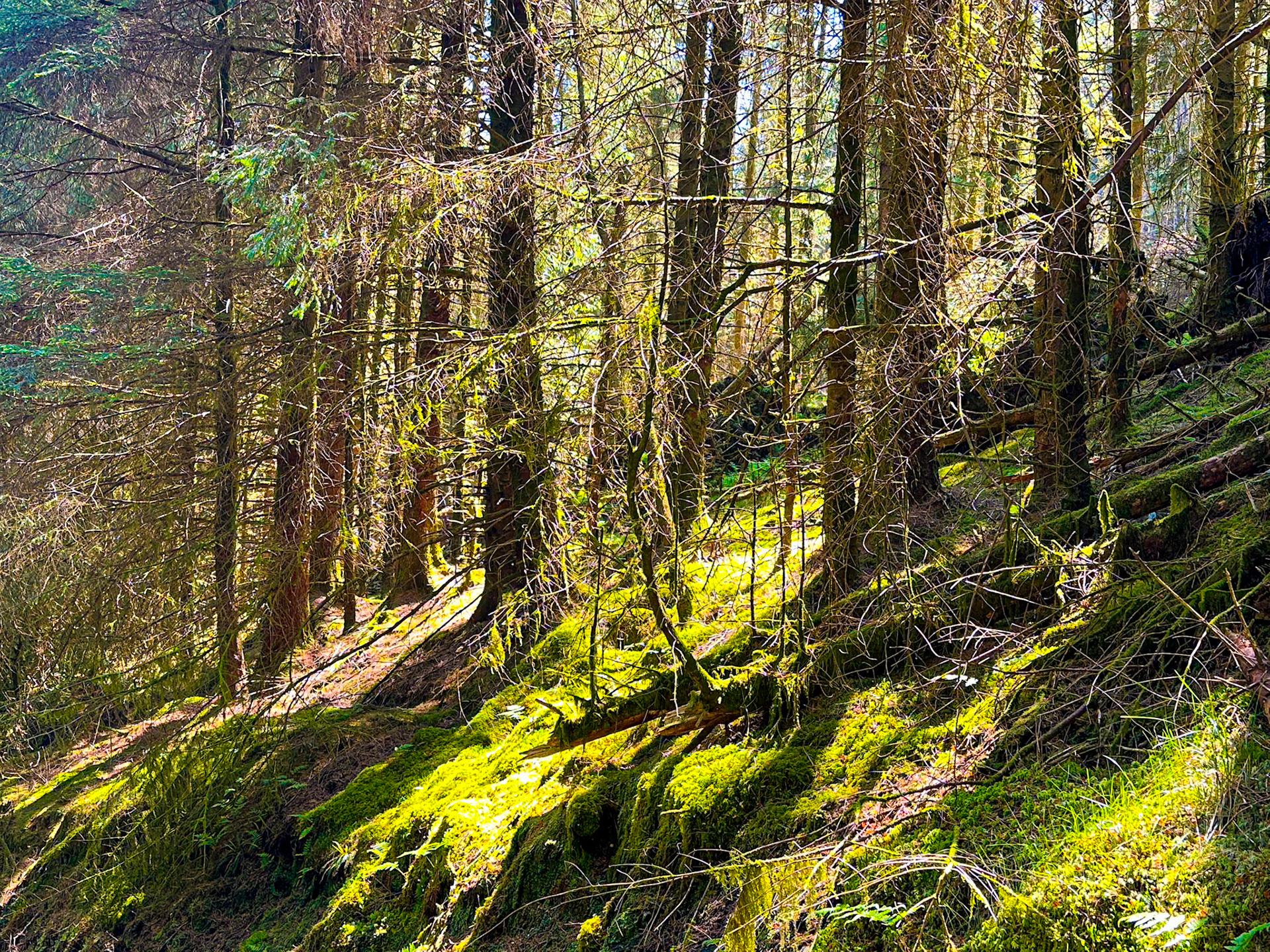 Trees on a mossy hillside near Holy Loch, Scotland