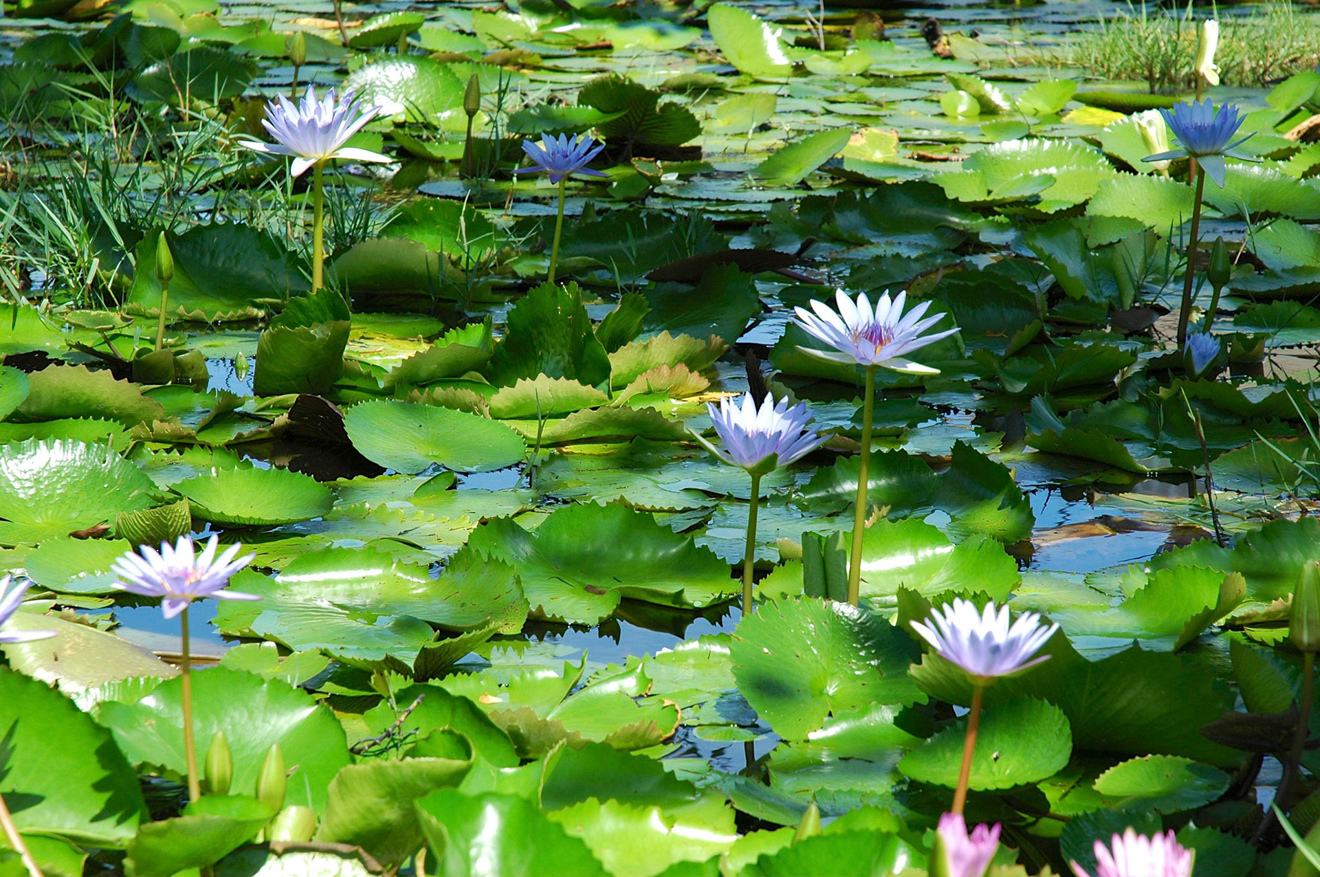 Water lillies in St. Vincent and the Grenadines