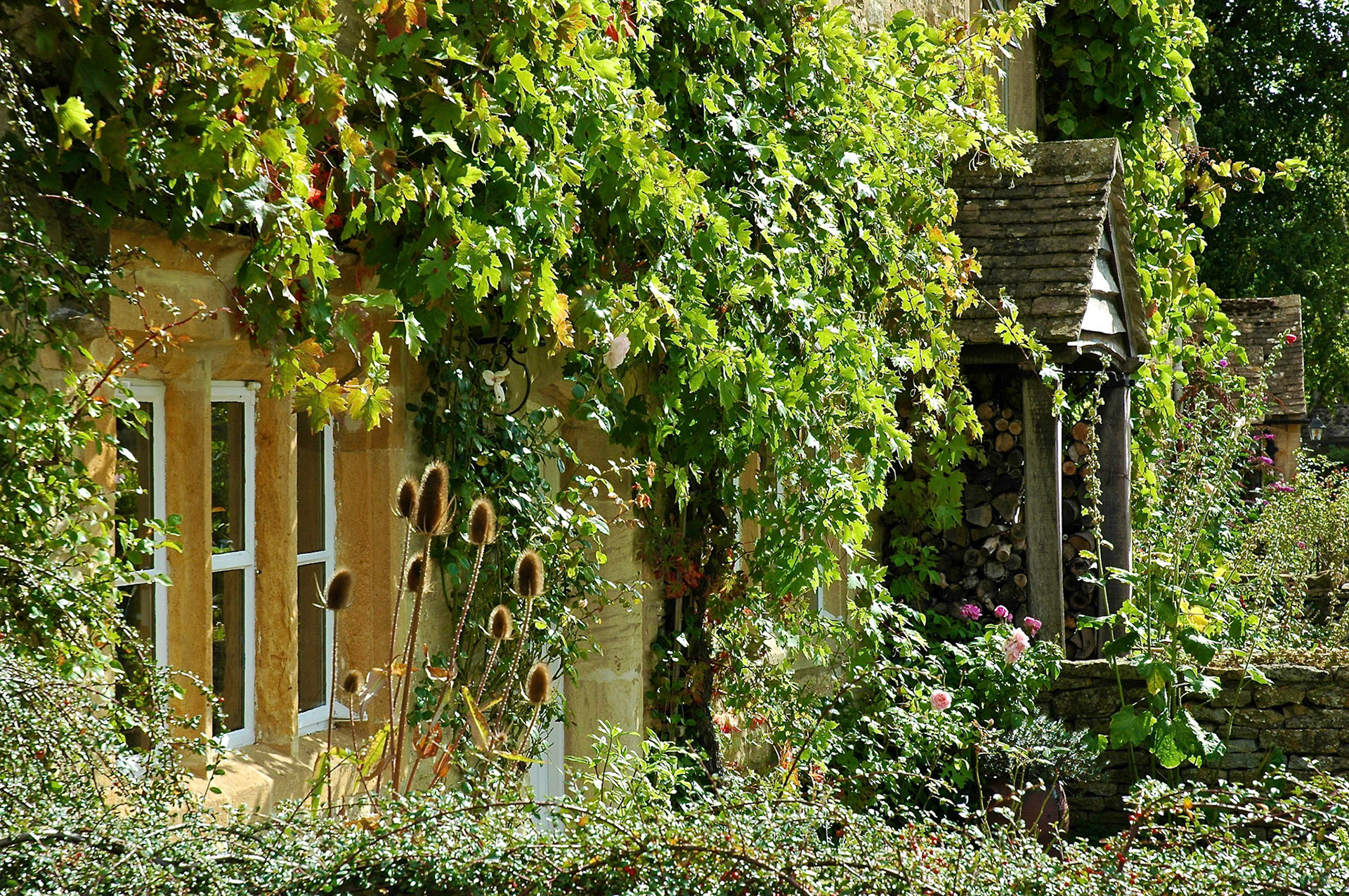 Rustic house covered with wisteria in Lower Slaughter, in the Cotswolds, England