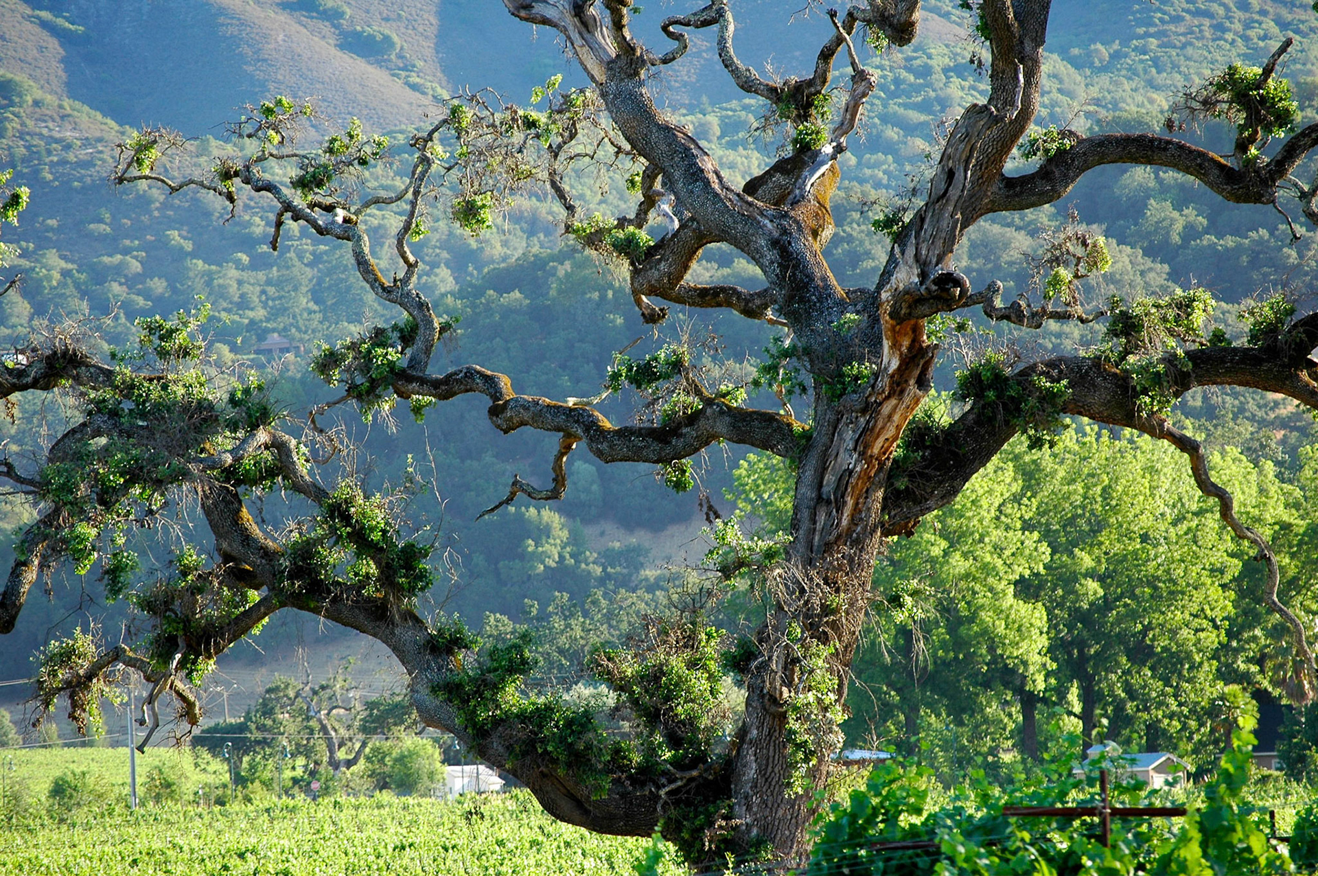 Tree against vineyards on a hillside in Sonoma in early morning sun