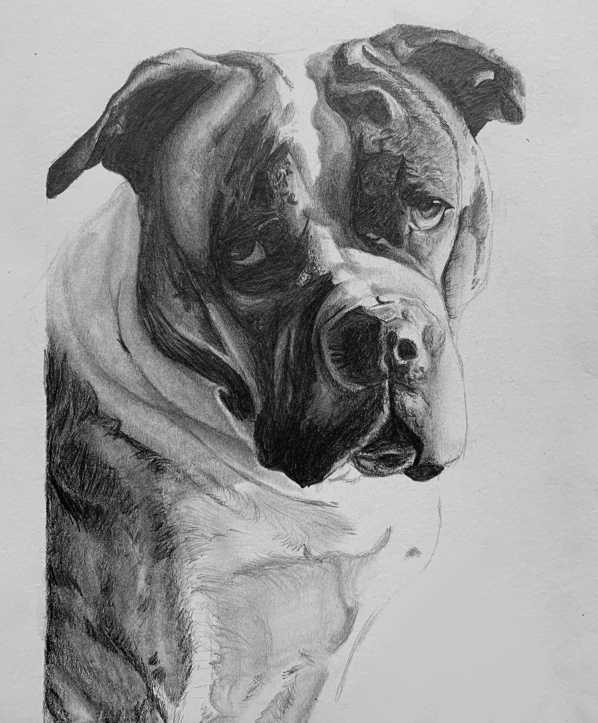 Dog Study 2 - 2017