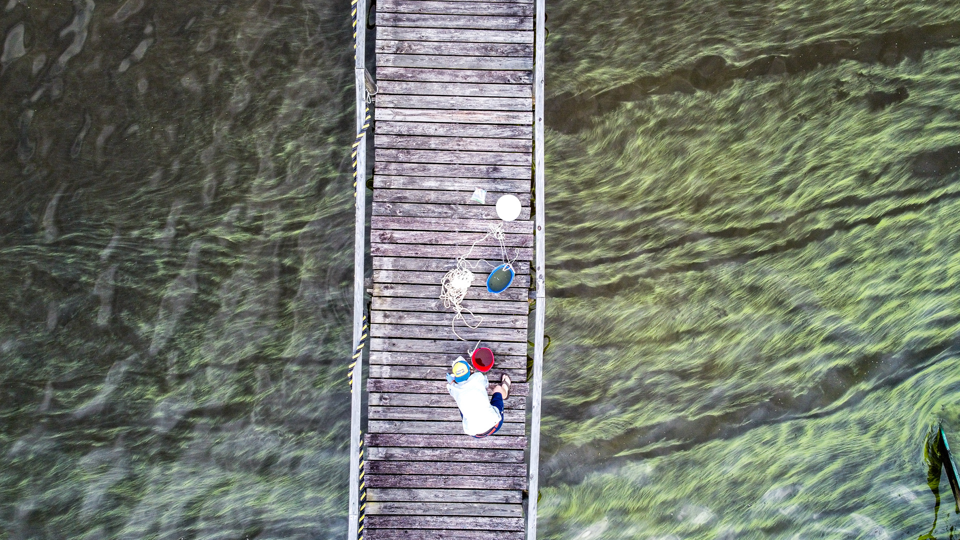 Paerl collects water samples off of a dock while green streaks of cyanobacteria float beneath him near Edenton, N.C., July 7, 2020. Toxic cyanobacteria blooms regularly come into contact with humans who live and recreate on the water – a severe health issue in the area.
