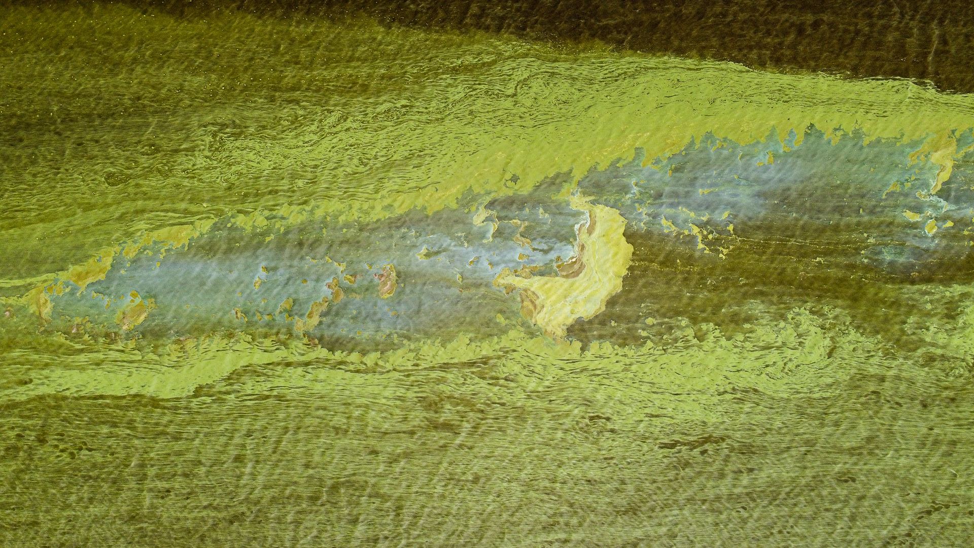 A large cyanobacterial bloom covers hundreds of square yards of the Chowan River near Edenton, N.C., July 7, 2020. While blooms of this size used to be quite rare, they are now common in summertime.
