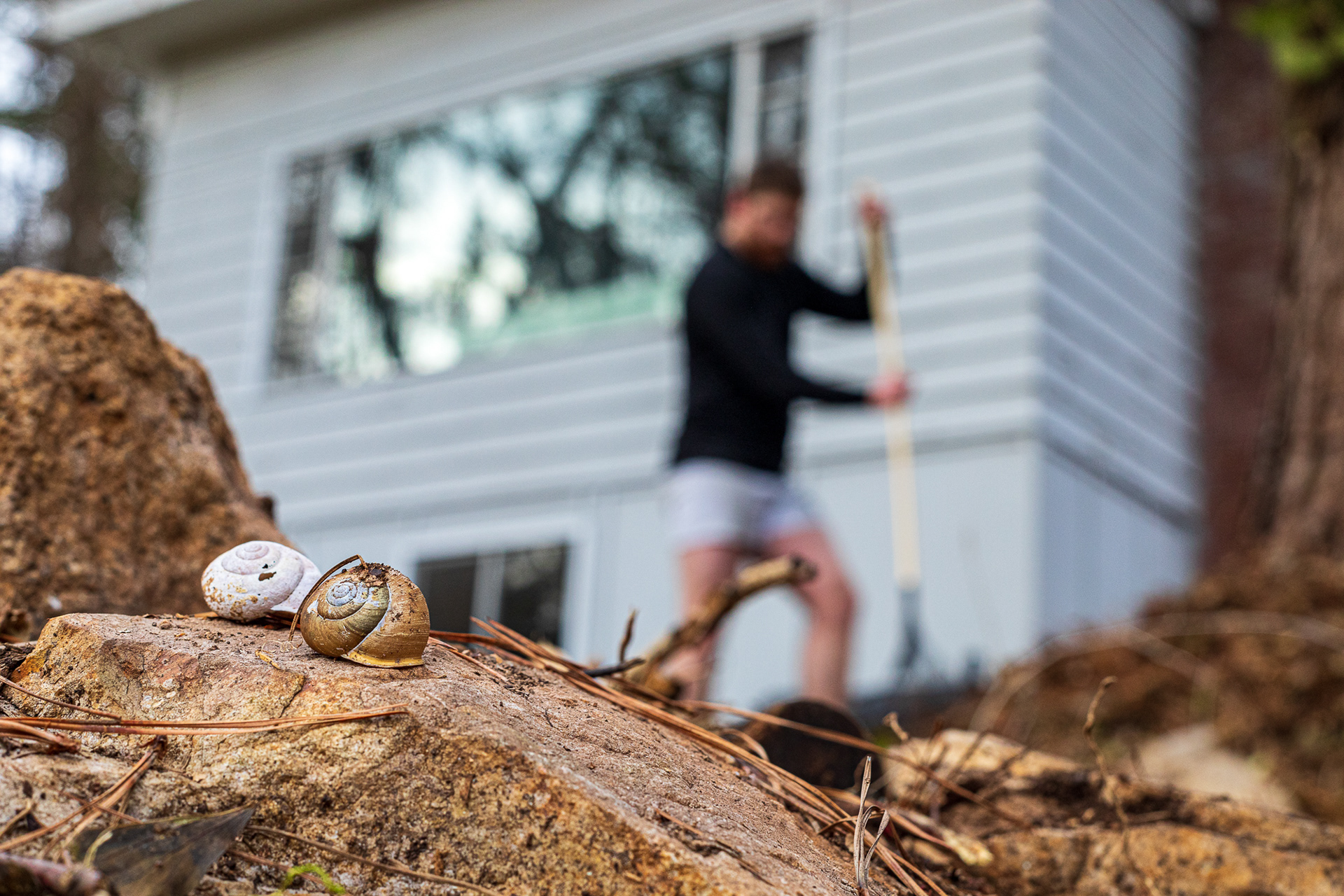 Patterson rakes leaves near a rock wall that had been buried under a blanket of kudzu and debris until recently. Atop the wall sits two large snail shells discovered nearby that were likely used for decoration long ago.