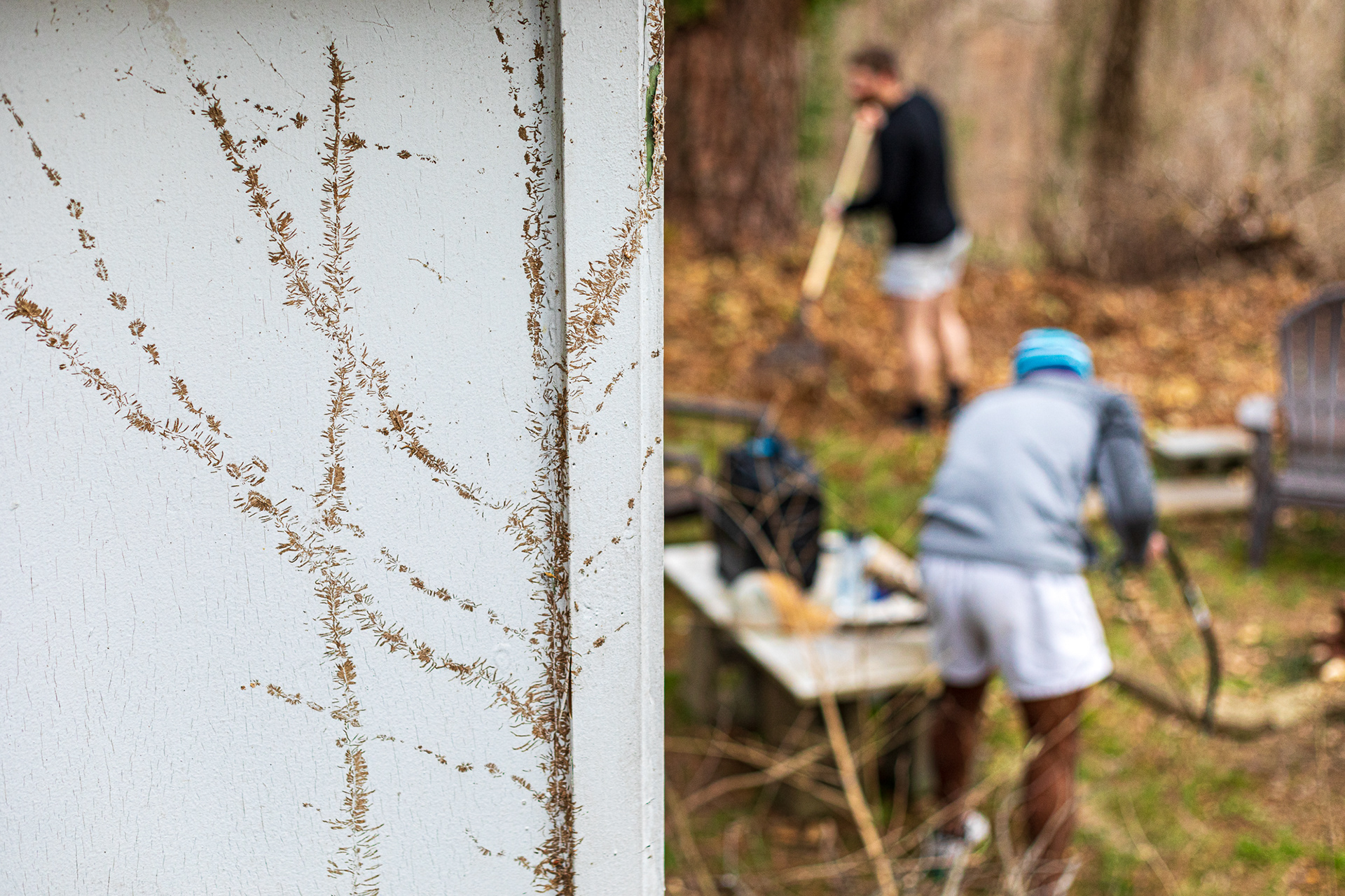Patel saws a branch while housemate Philip Patterson rakes leaves. On the wall are the remnants of English ivy that once covered the home.