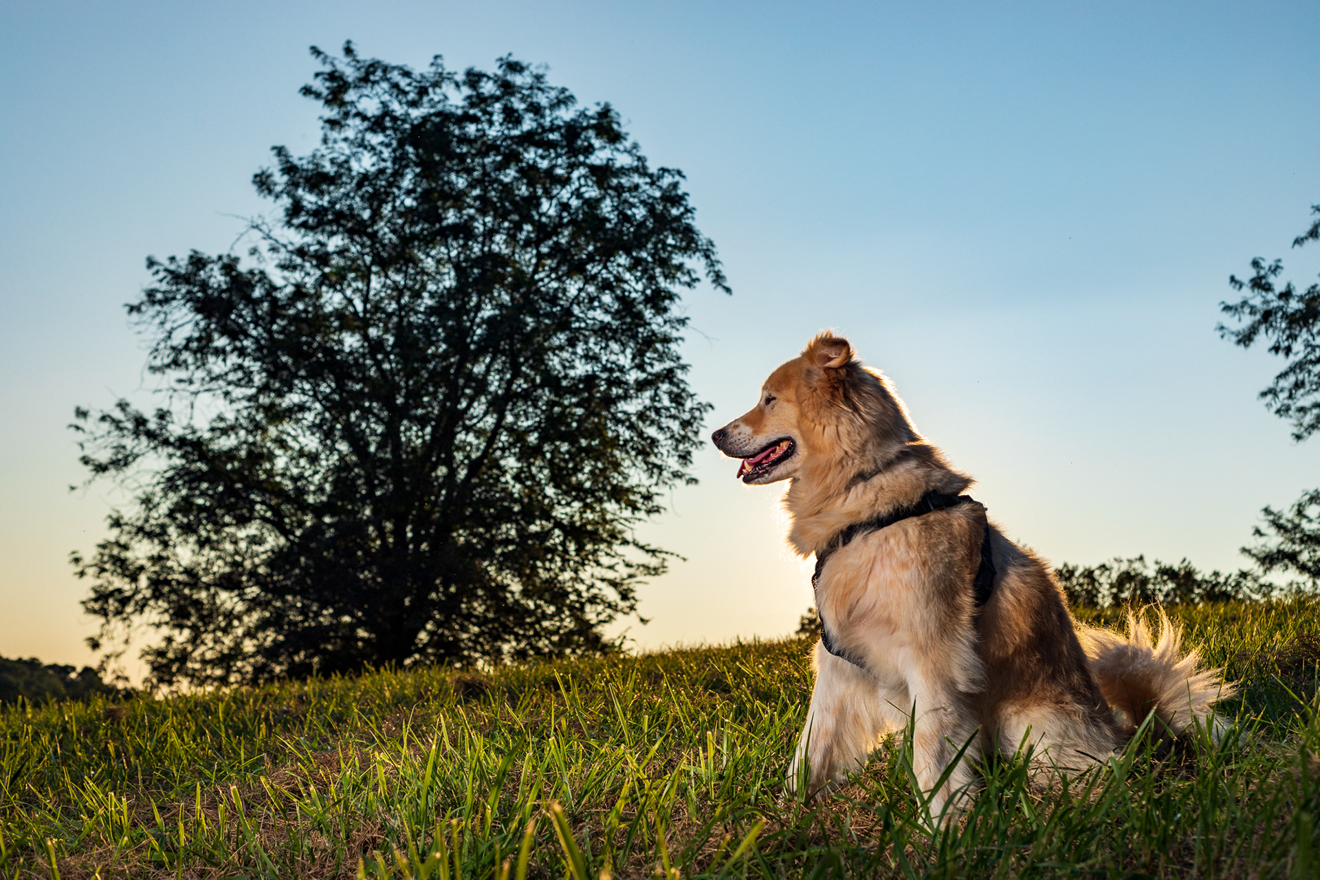 Pat Davison’s dog, Poochy, poses for a portrait in Chapel Hill, N.C., Sept. 6, 2020.