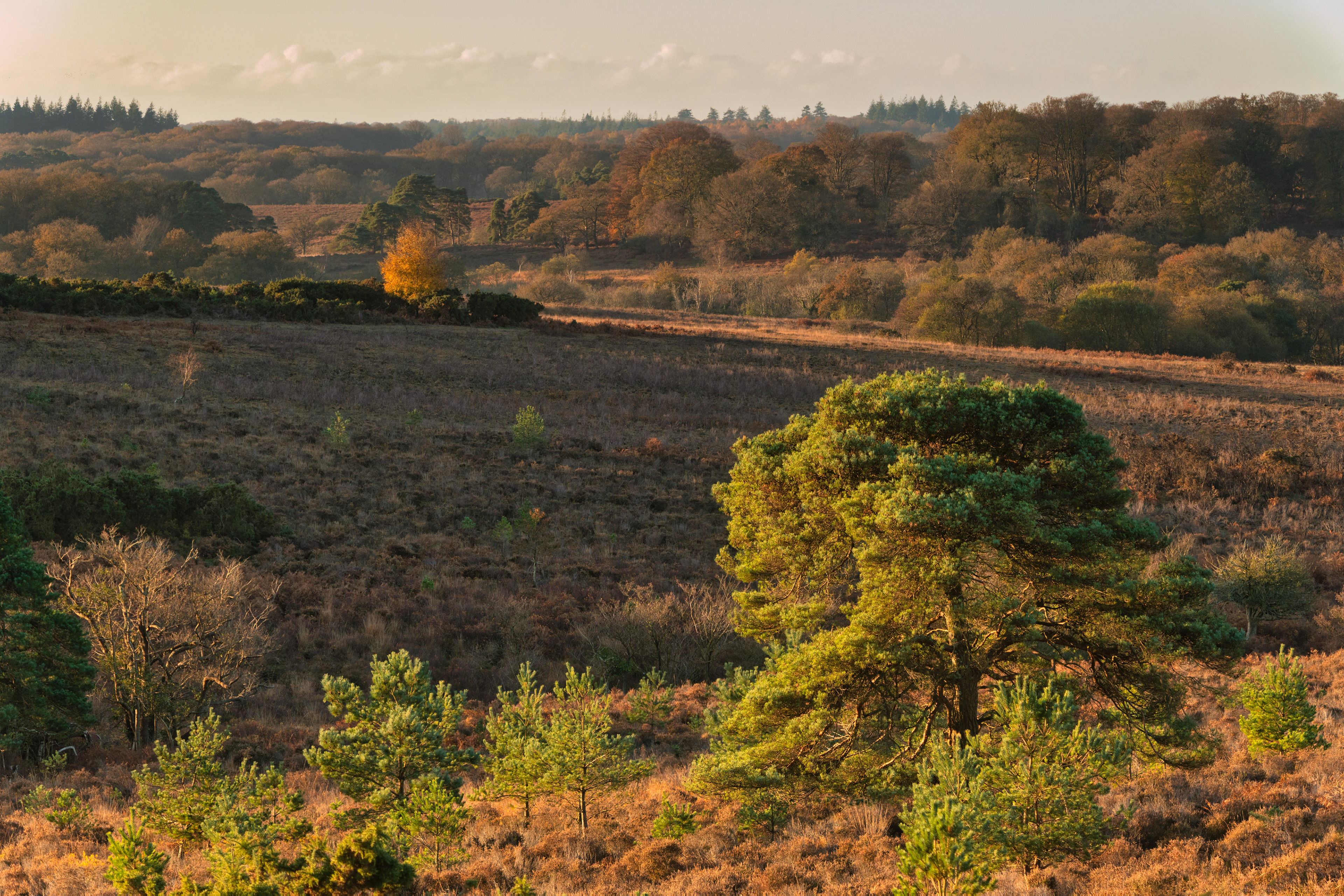 View towards Bratley inclosure