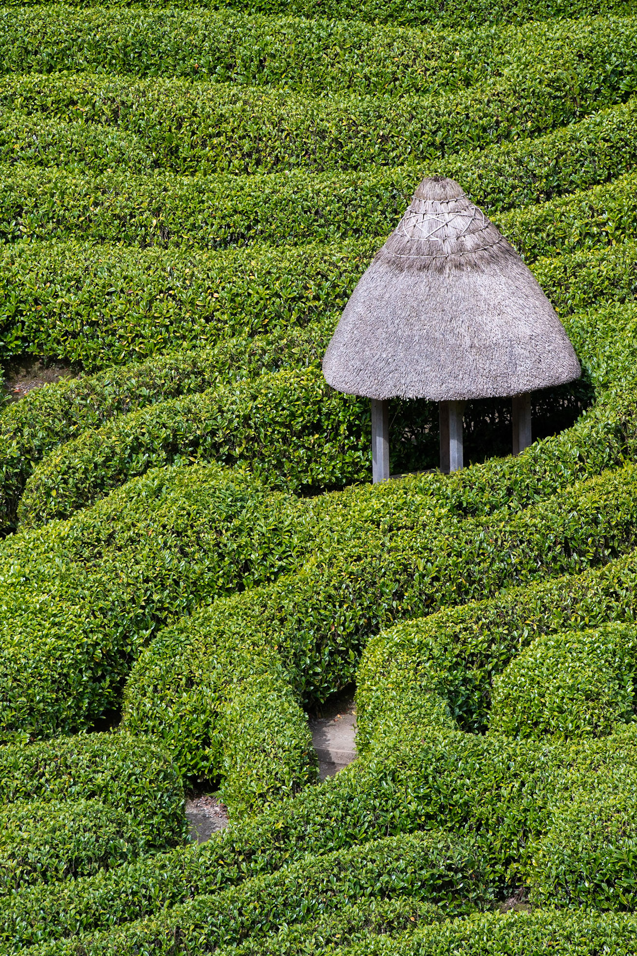 Maze at Glendurgan Garden