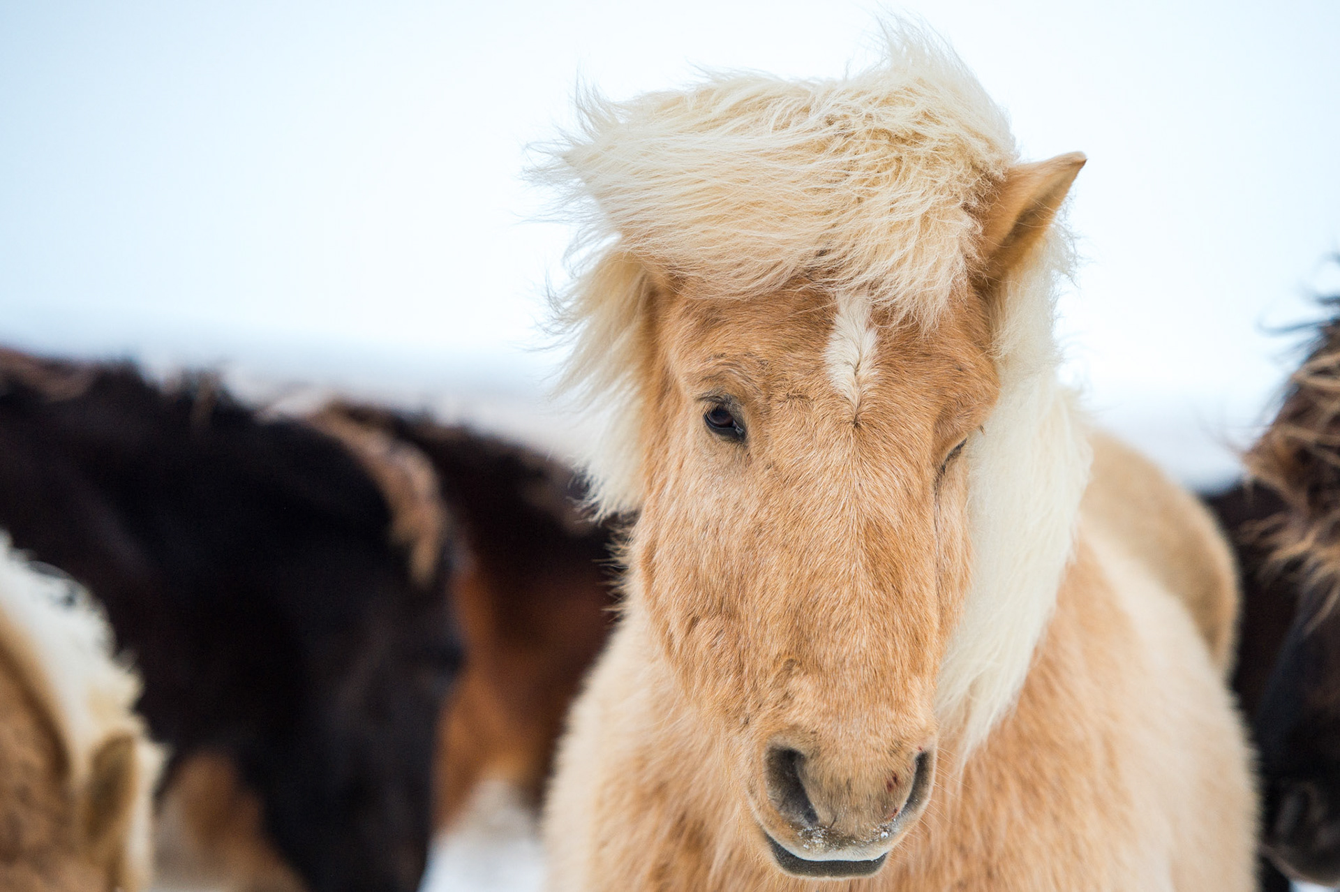Icelandic Horse