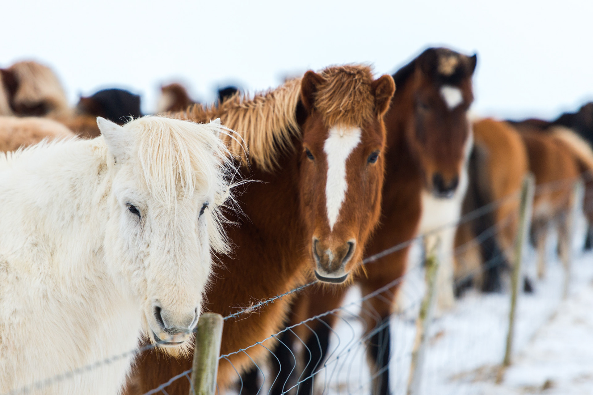 Icelandic Horses