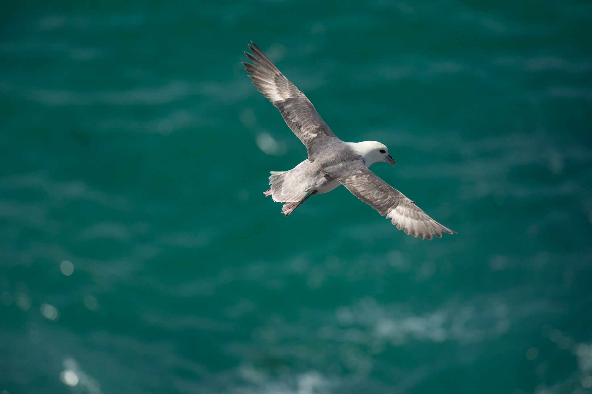Bird at Mangersta Beach