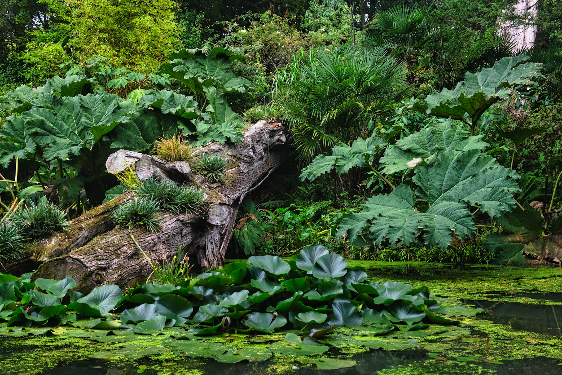 Abbotsbury Sub Tropical Gardens