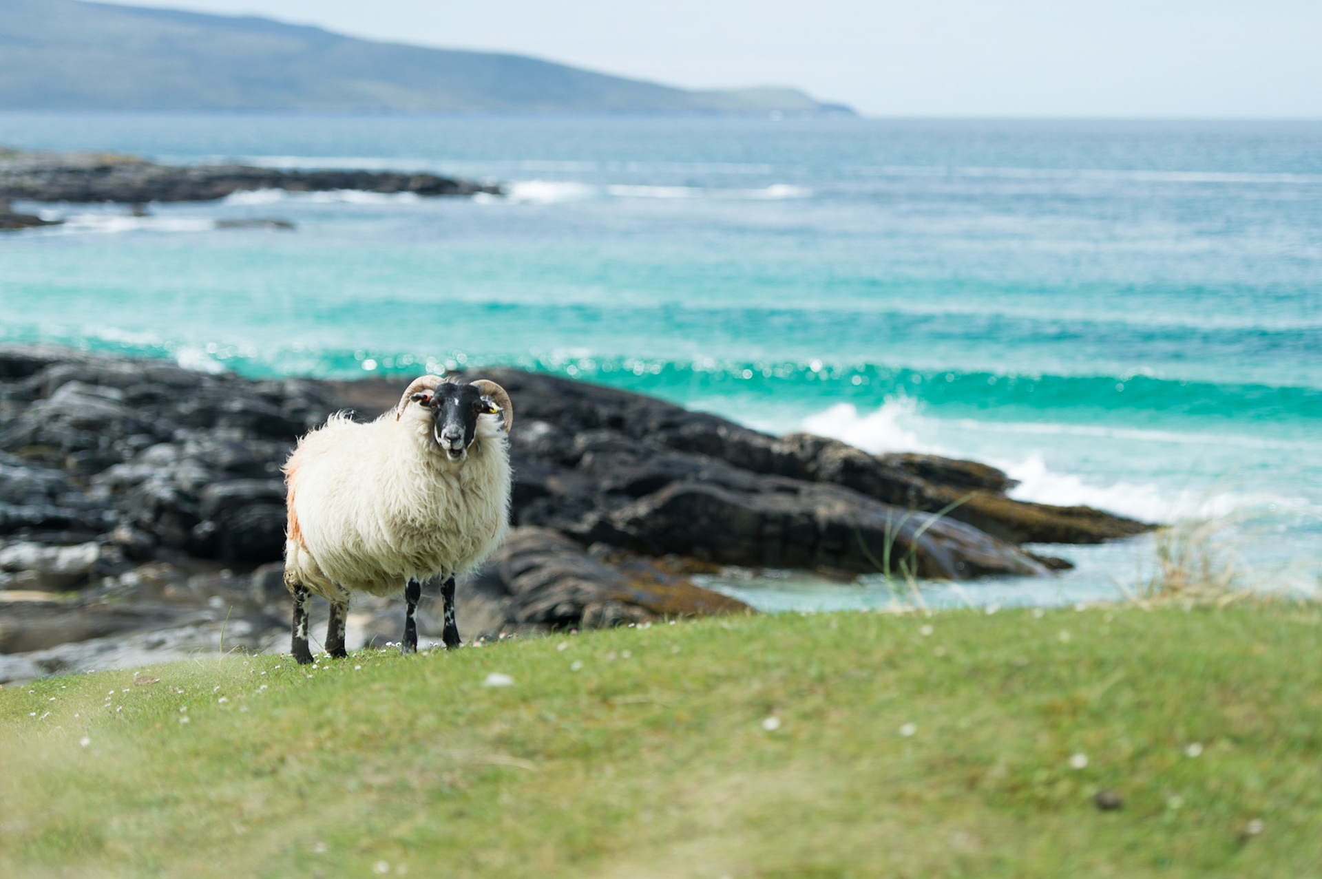 Sheep on Harris
