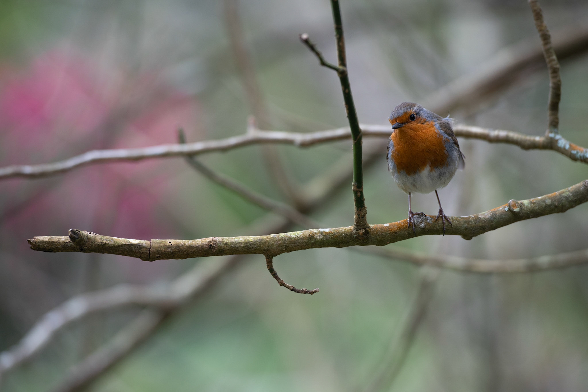 Robin at Glendurgan Garden
