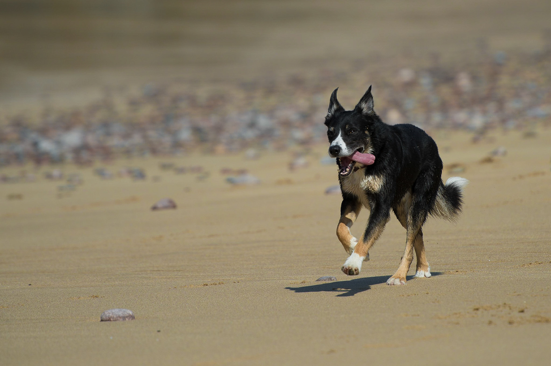 Dog on Mangersta Beach
