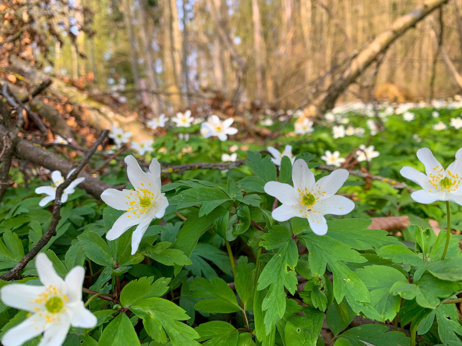 Waldboden mit Blumen Schweiz