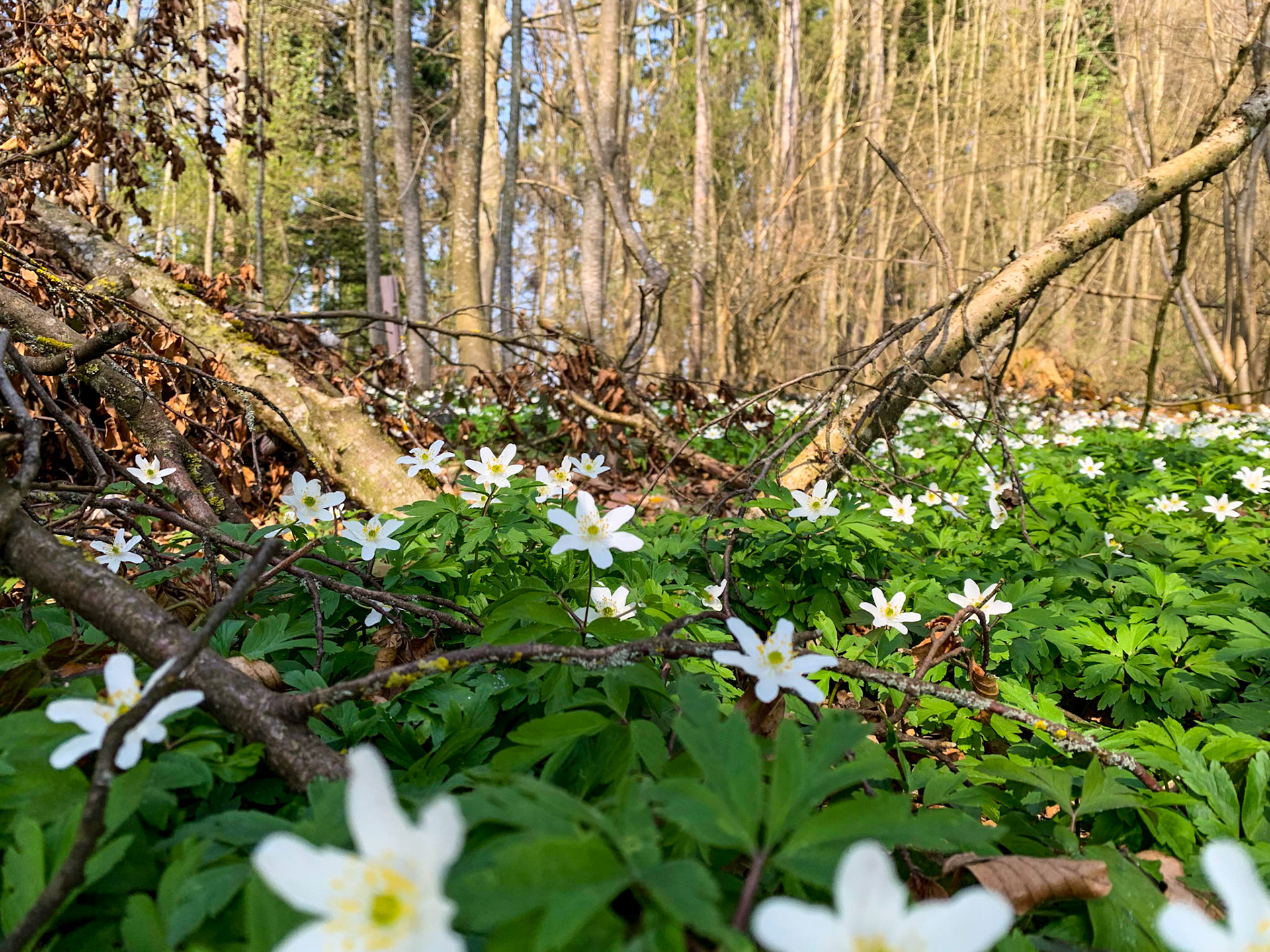 Waldboden mit Blumen Schweiz
