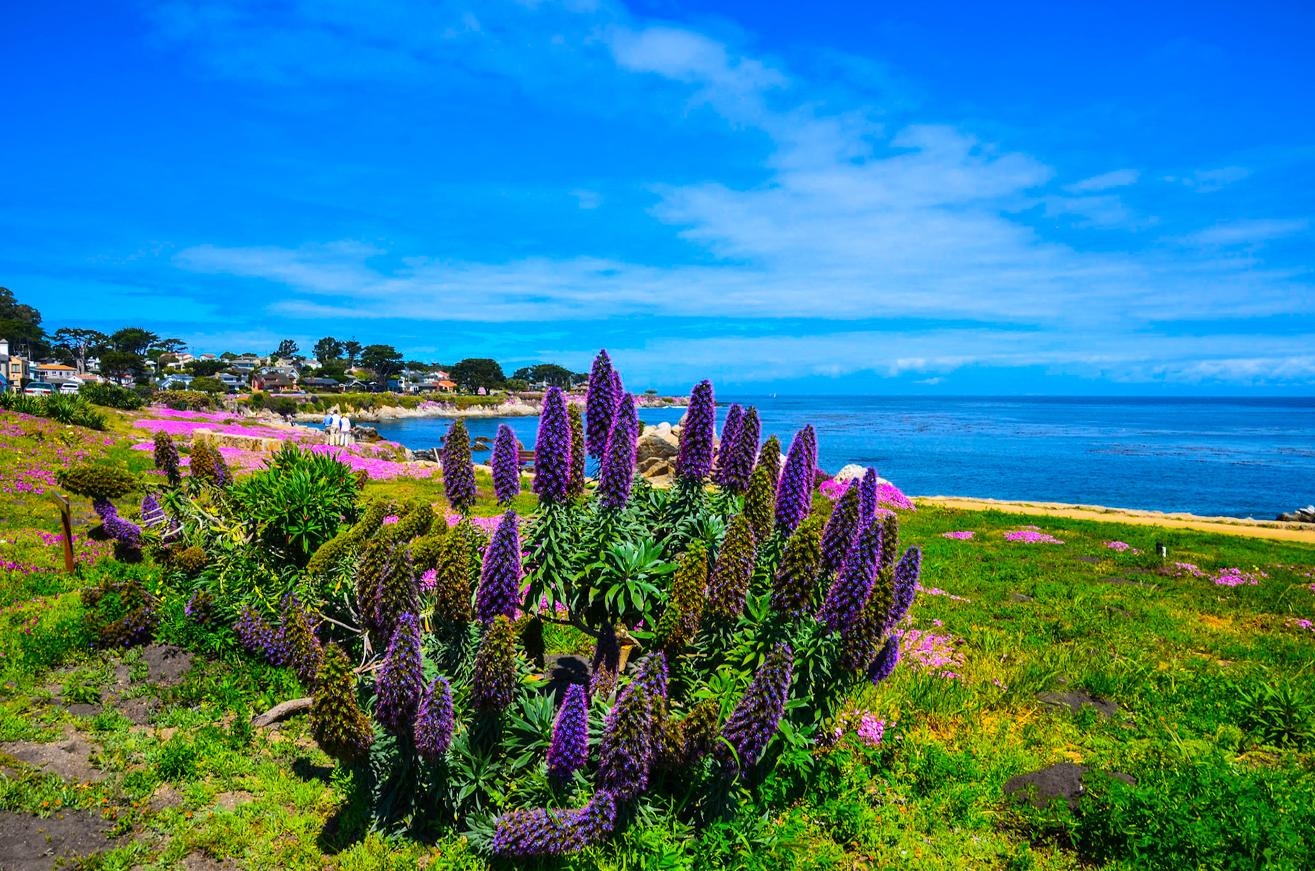 17-Mile-Drive - Pebble Beach -  California - USA