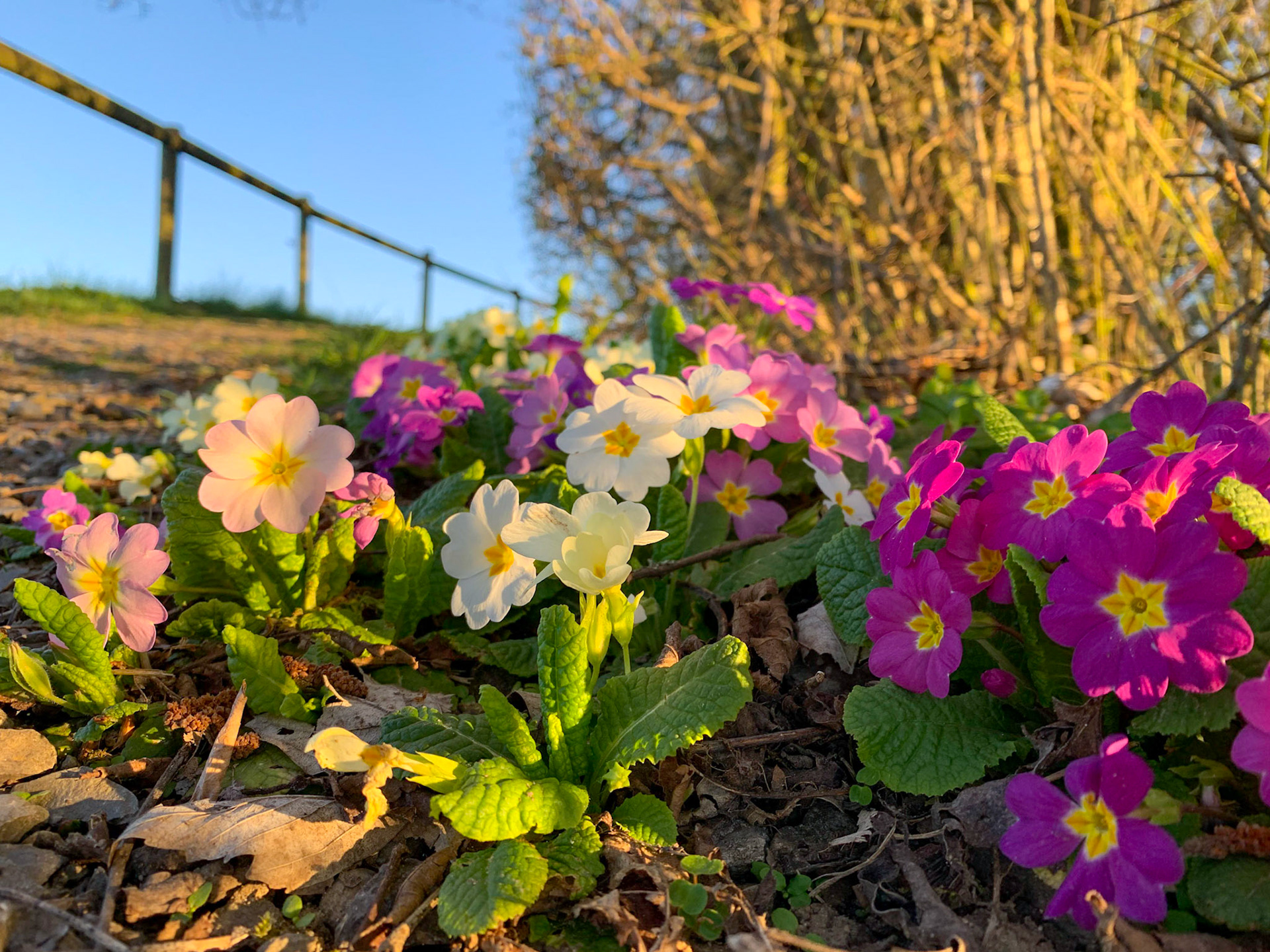 Waldboden mit Blumen Schweiz