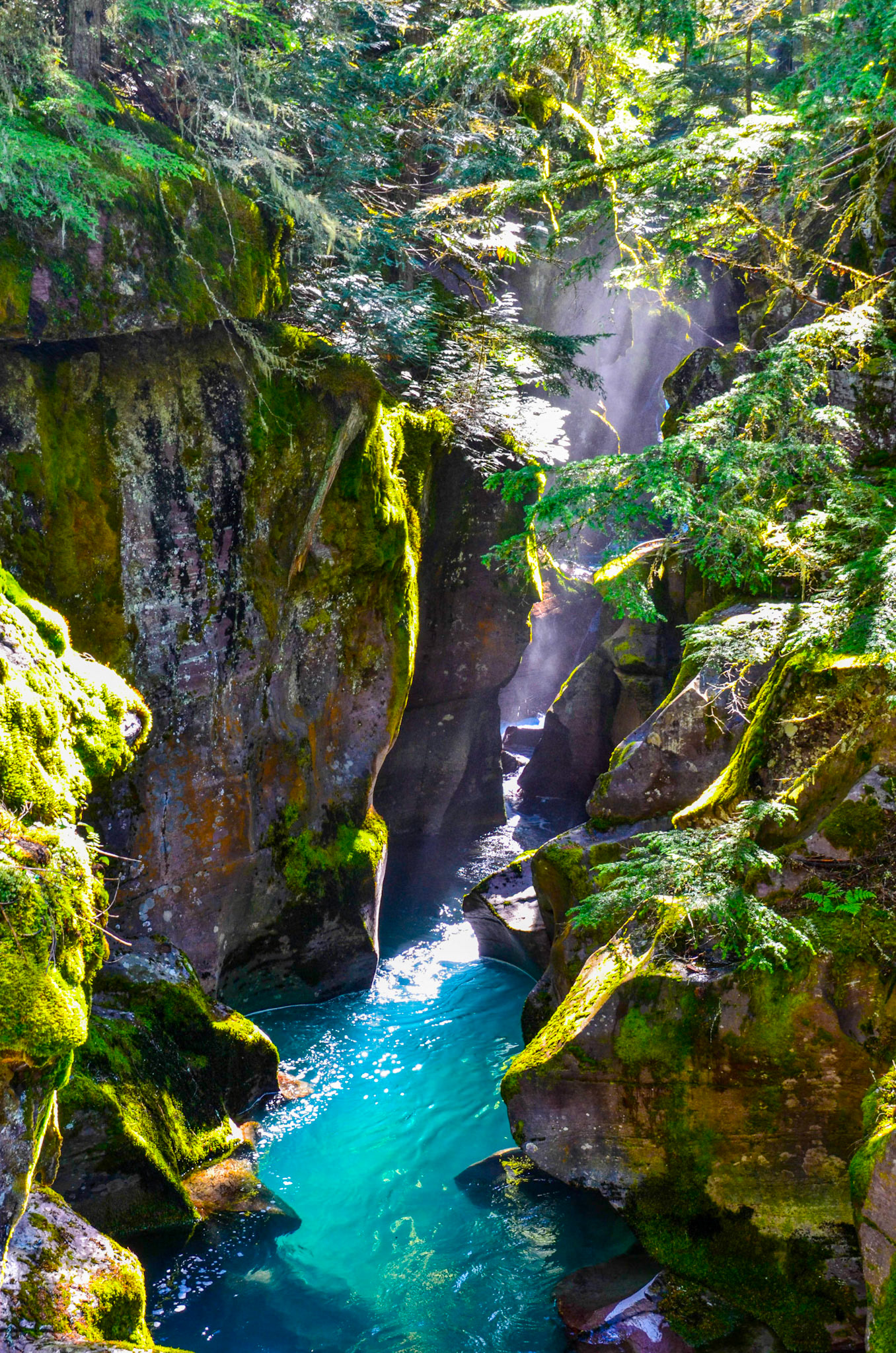 Cedar Walk, Glacier National Park