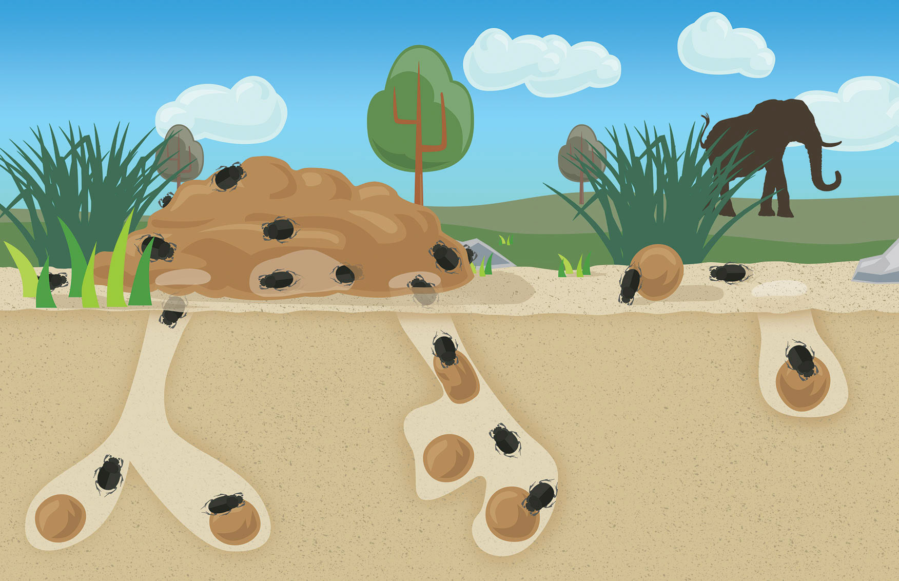 Flatsville graphic, Dung beetles