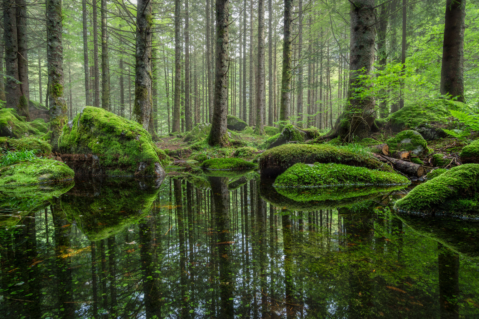 Forest of "Bagni di Masino"