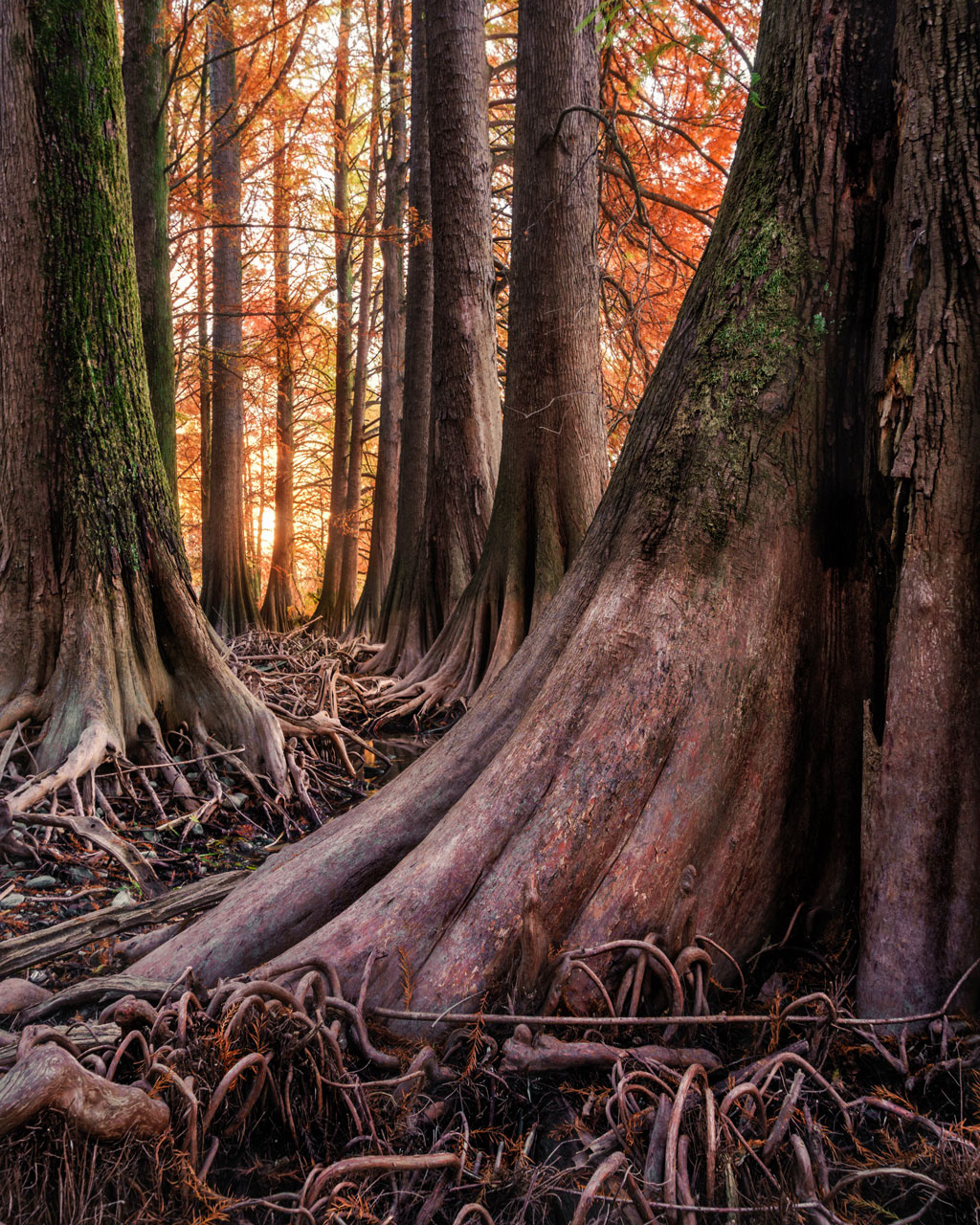 Knees of bald cypresses