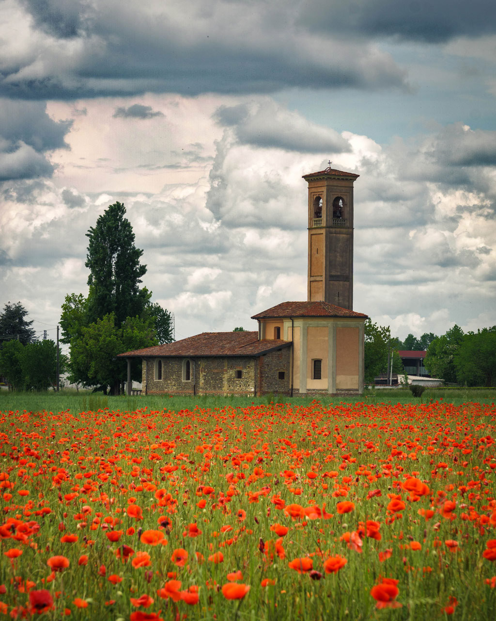 Field of poppies