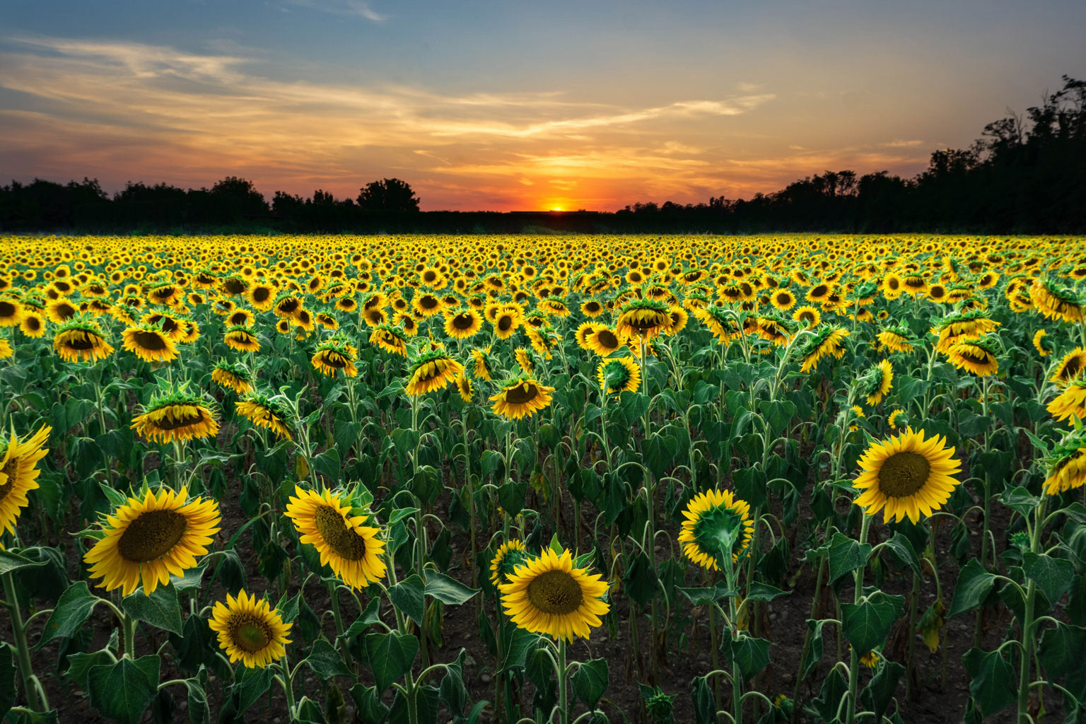 Sunflowers in Castel Liteggio