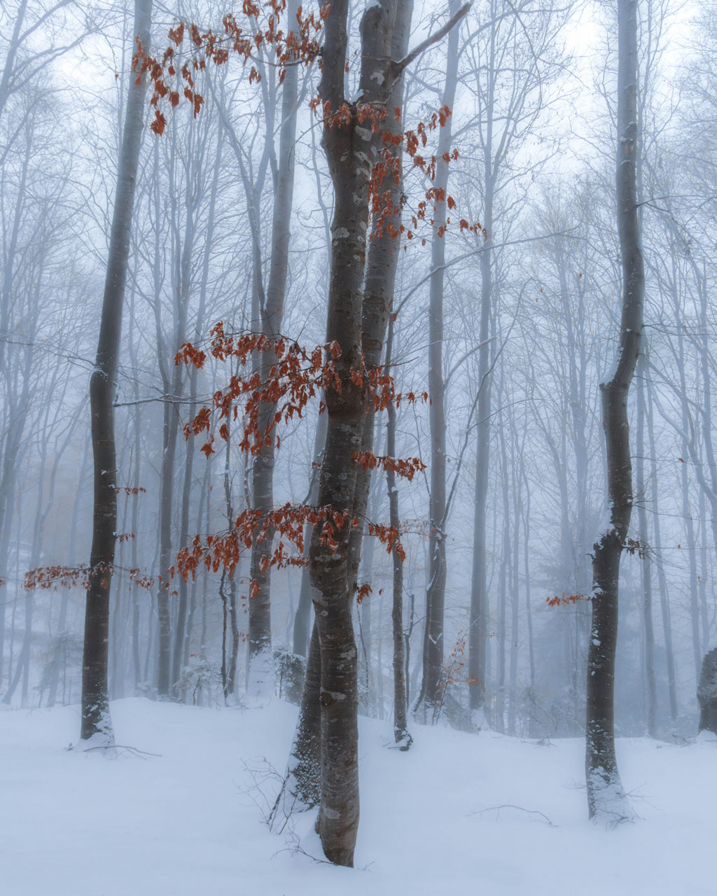 Autumn remnants