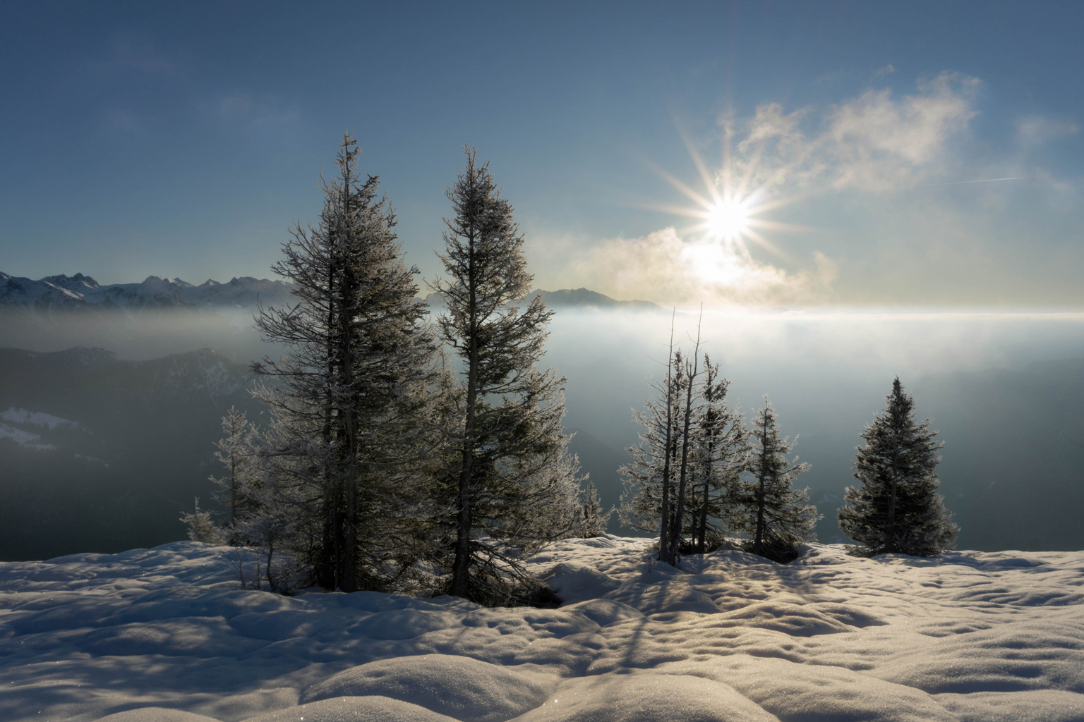 Pine trees in the fog