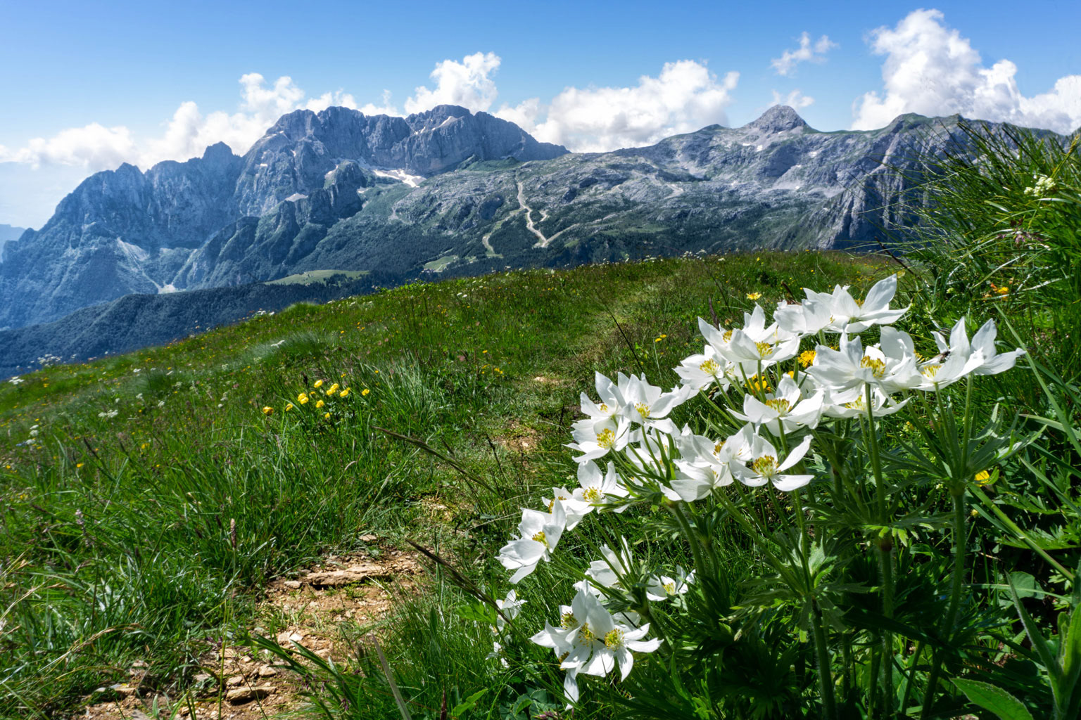 Path among the flowers