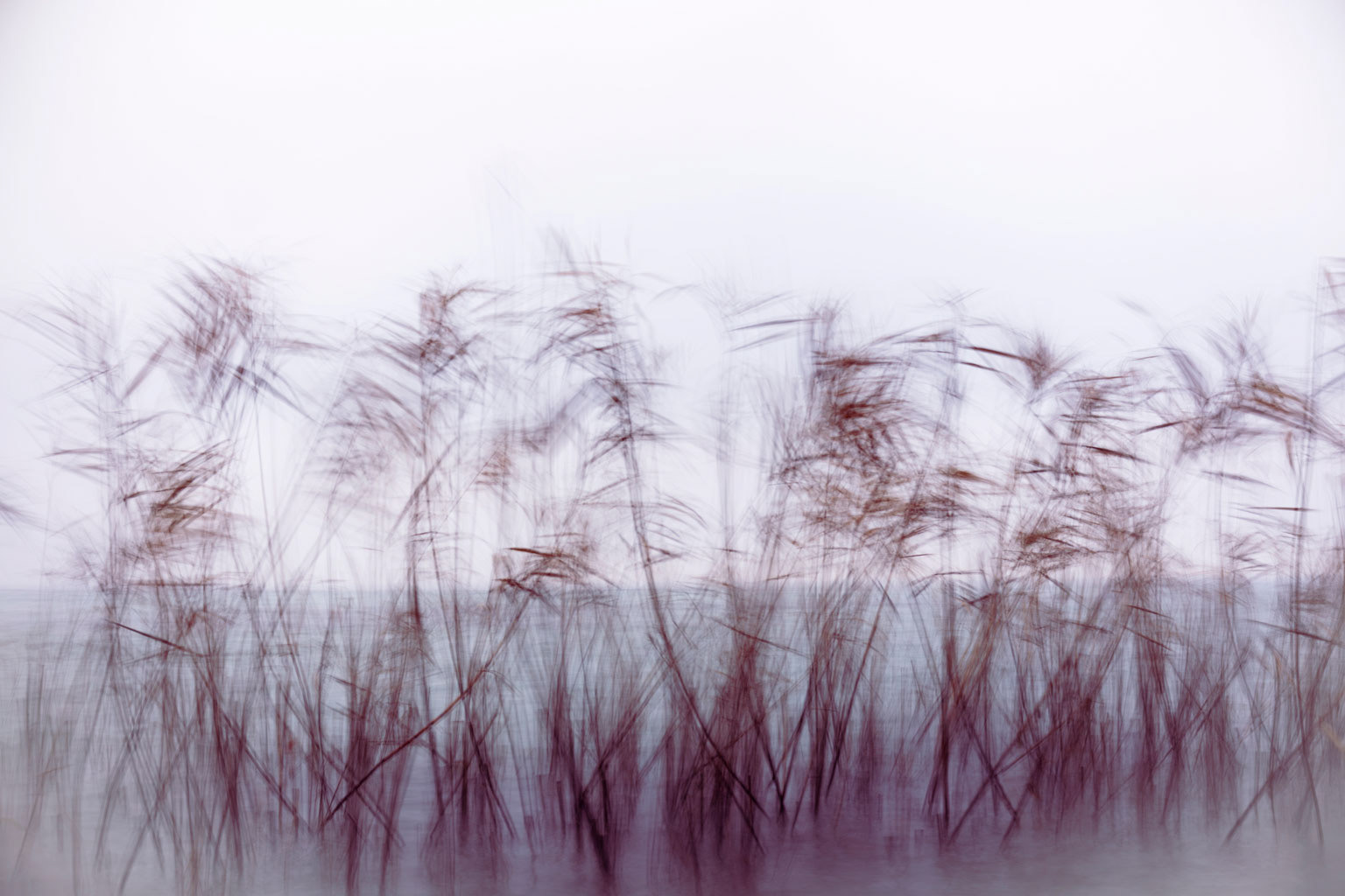 Reeds in the wind