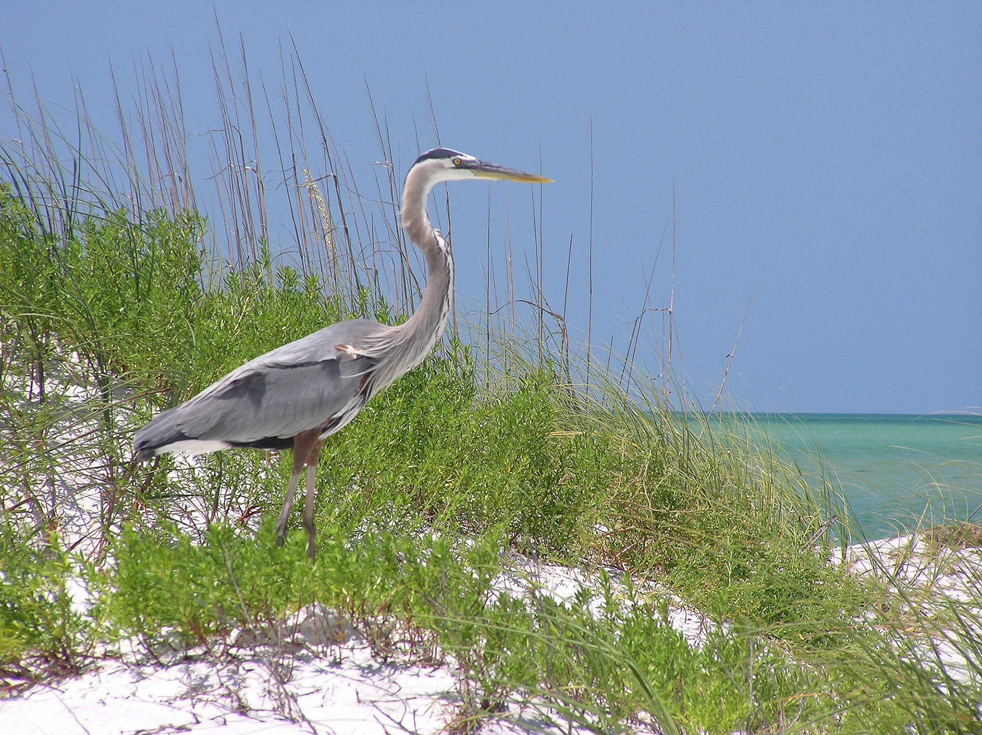 Blue Heron, Fort Desoto park, Florida