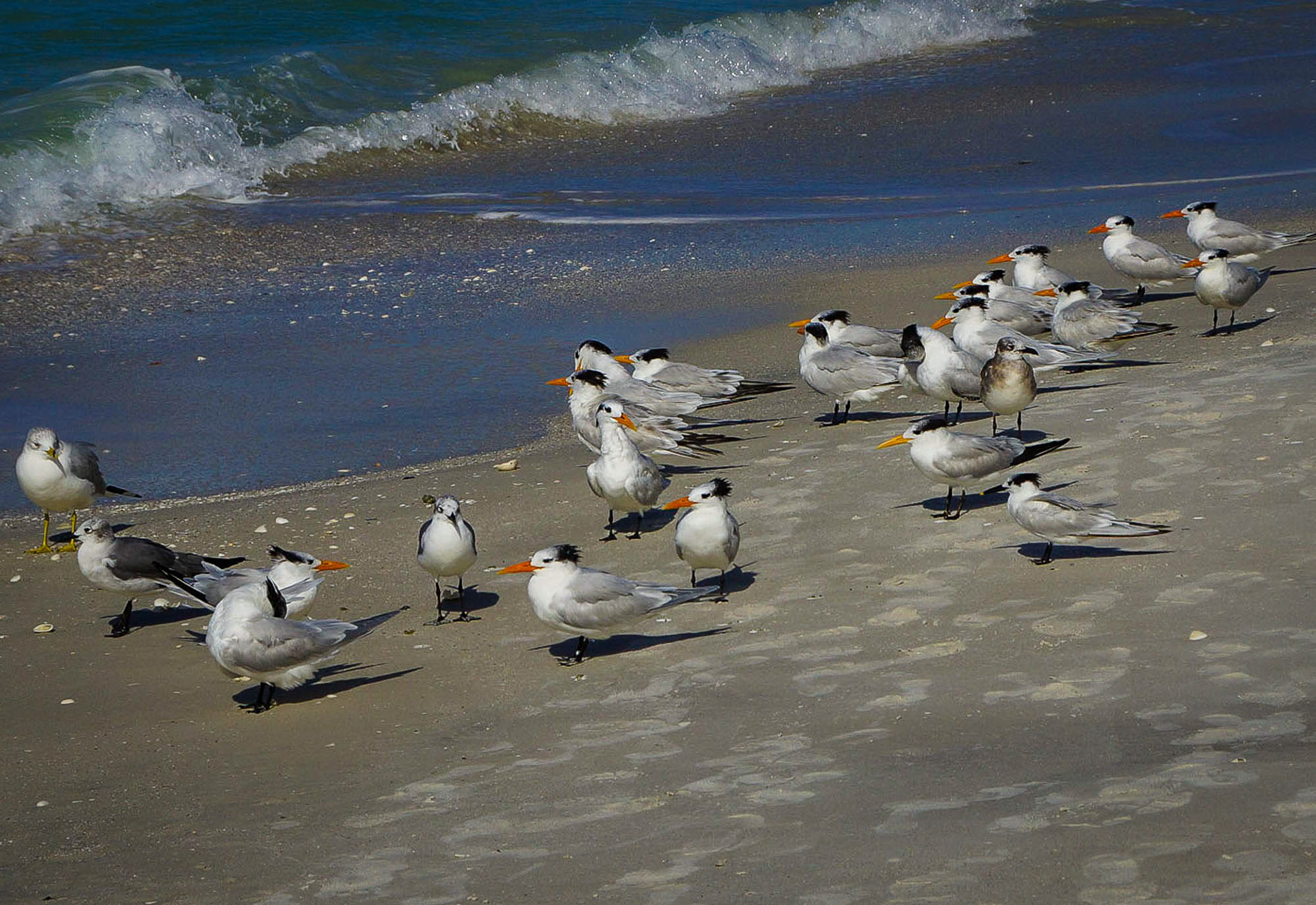 Royal Terns, Fort Myers beach, Florida