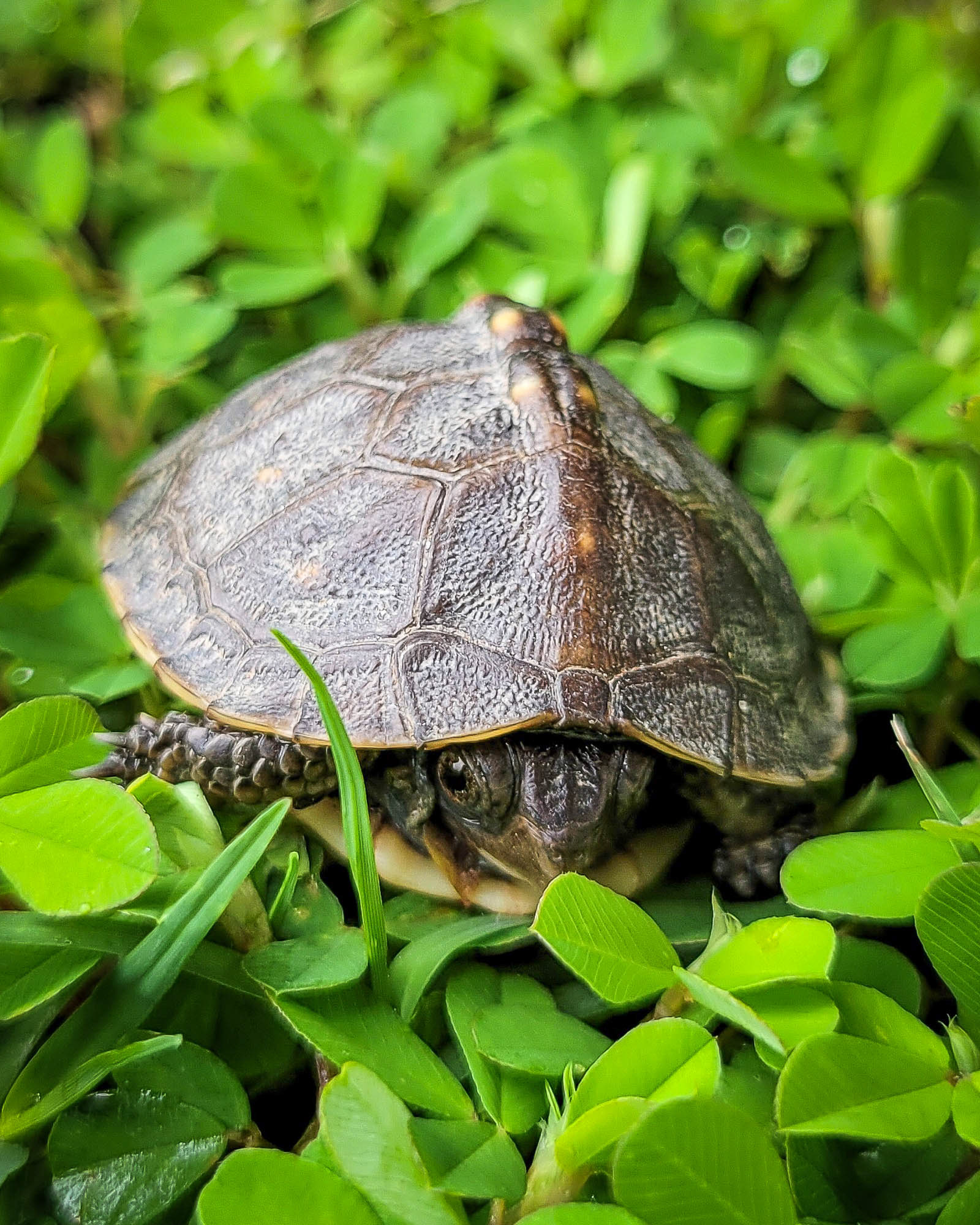 Baby box turtle