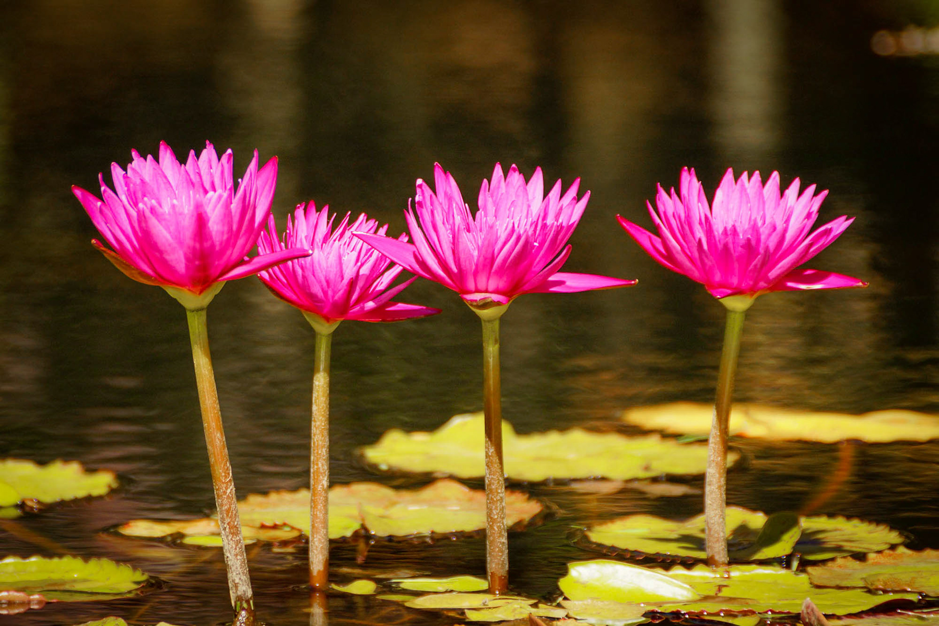 Water lilies, Gibbs gardens, Ball Ground, GA