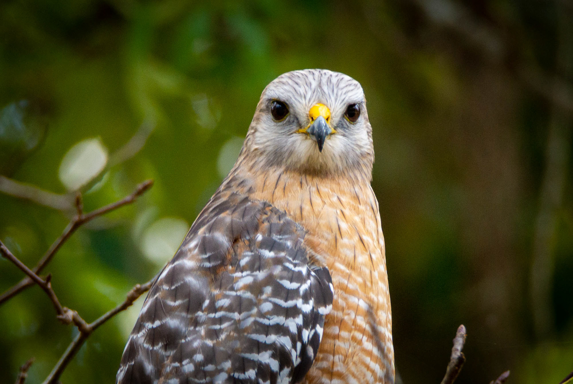 Red shouldered hawk, Silver Springs, Florida