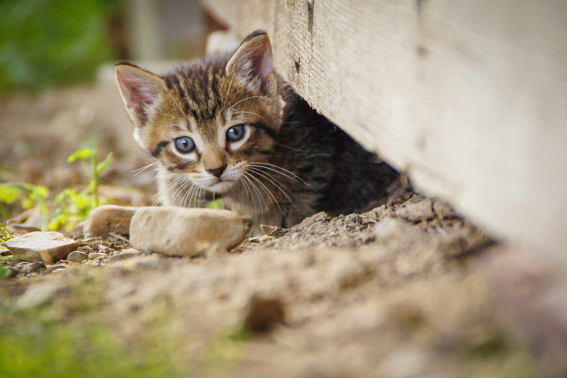Tabby kitten