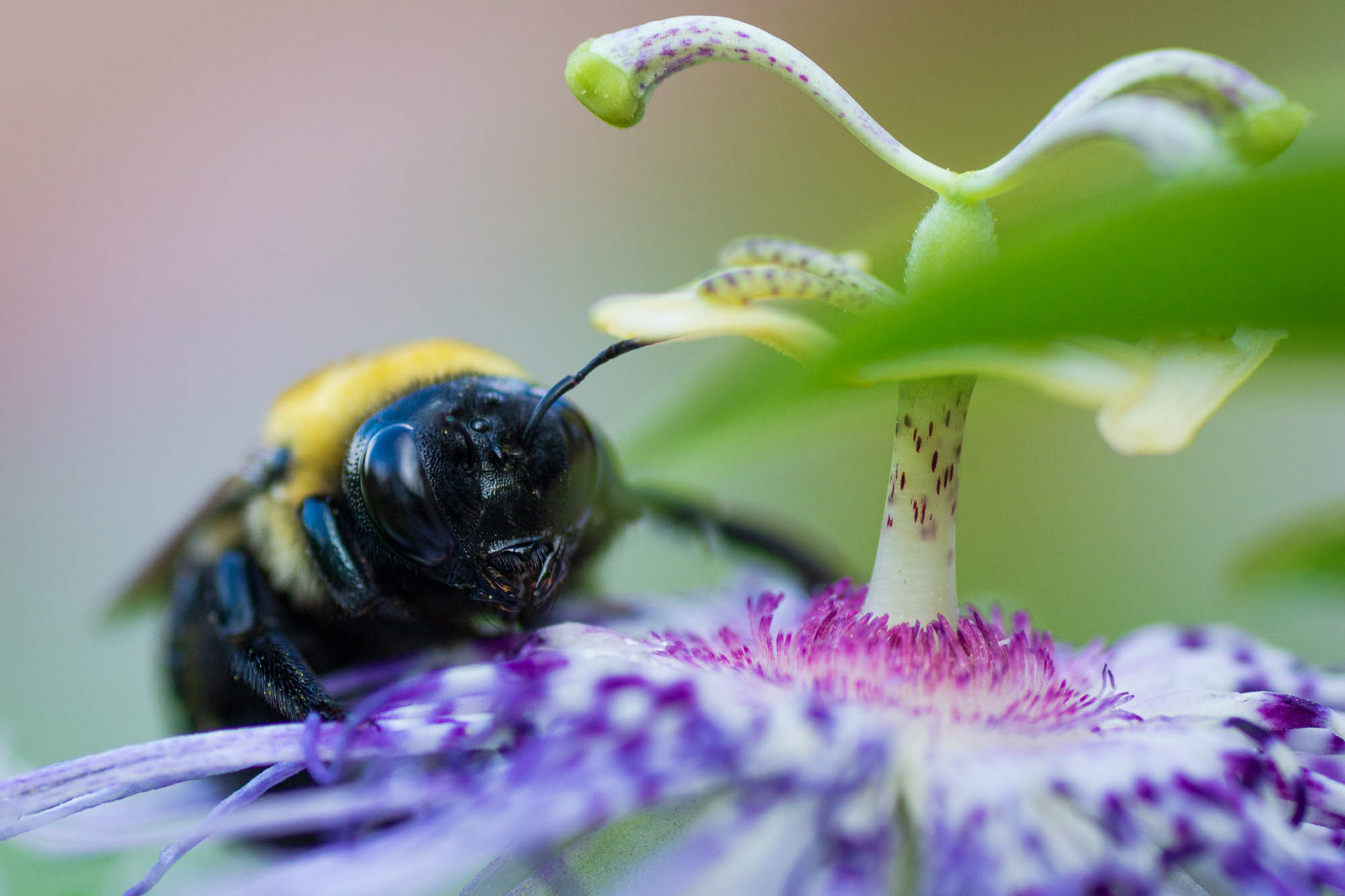 Female Carpenter bee