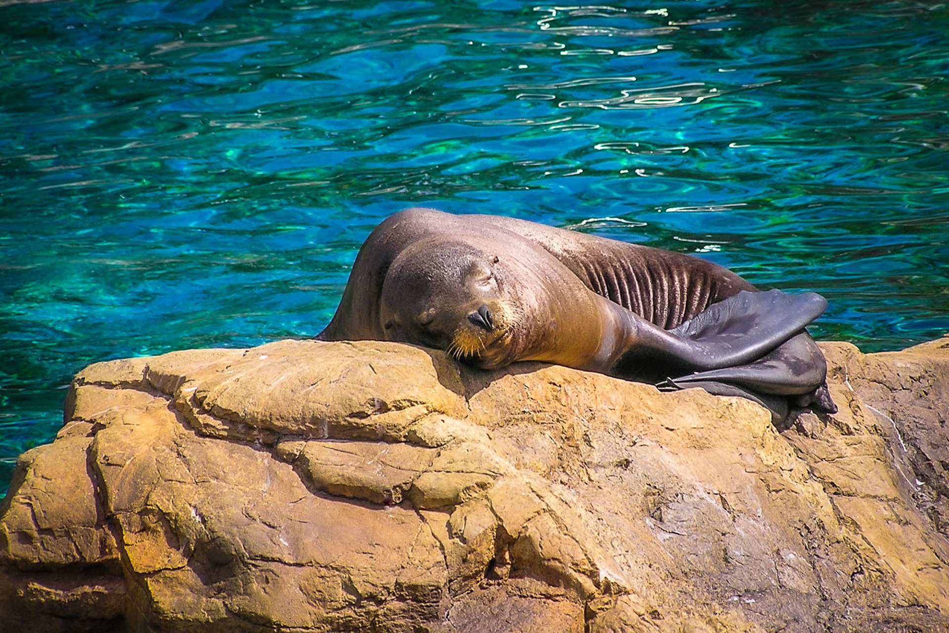Sea Lion, SeaWorld, Florida