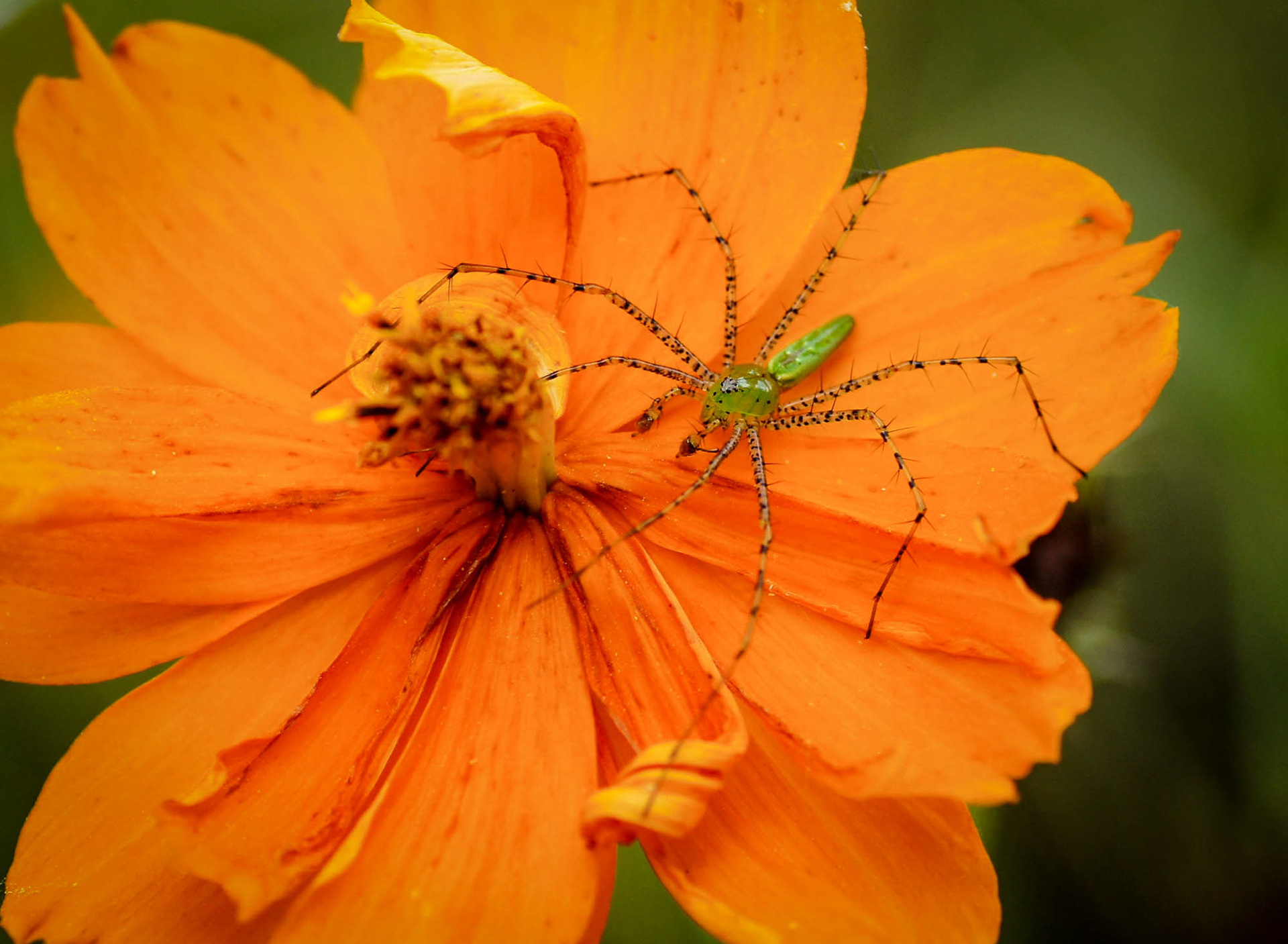 Lynx spider
