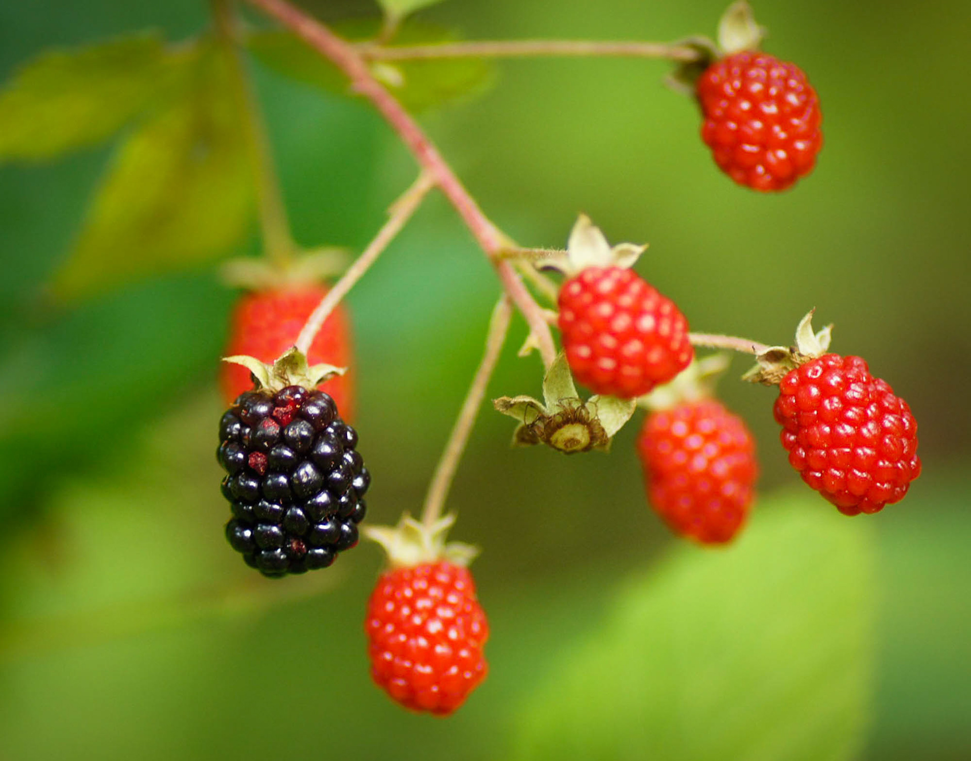 Blackberries