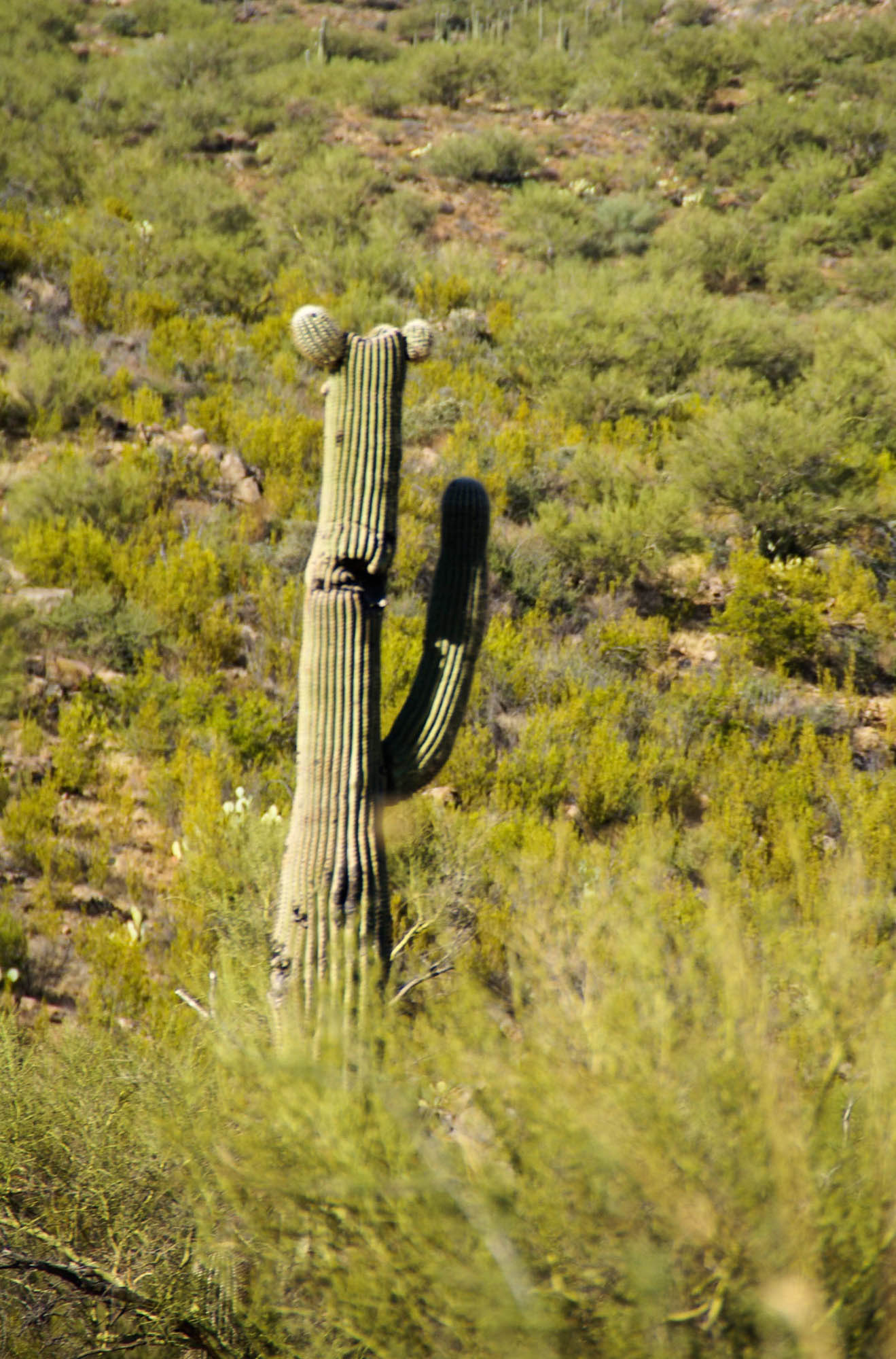 A friendly Saguaro, Sonoran Desert, Arizona