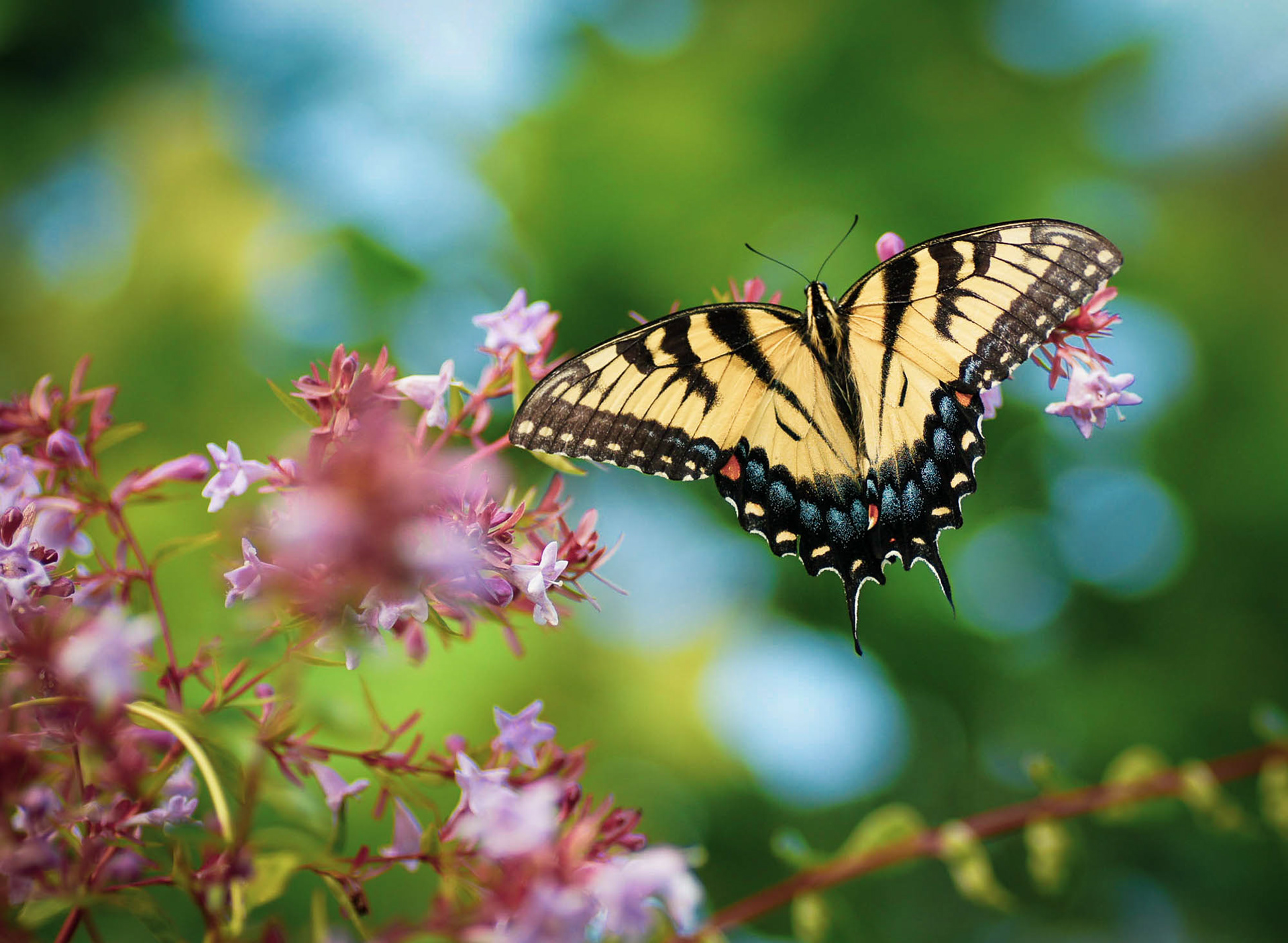 Swallowtail butterfly