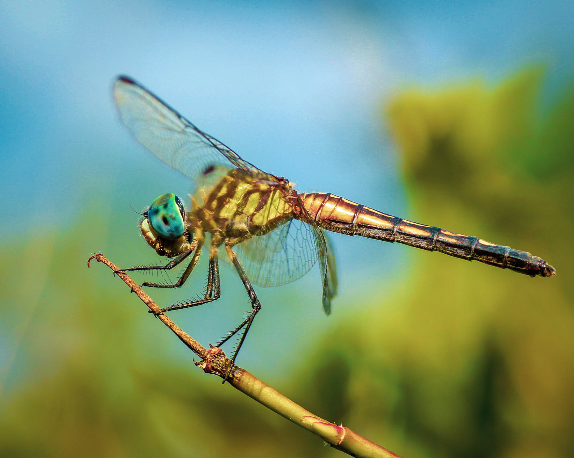 Dragonfly