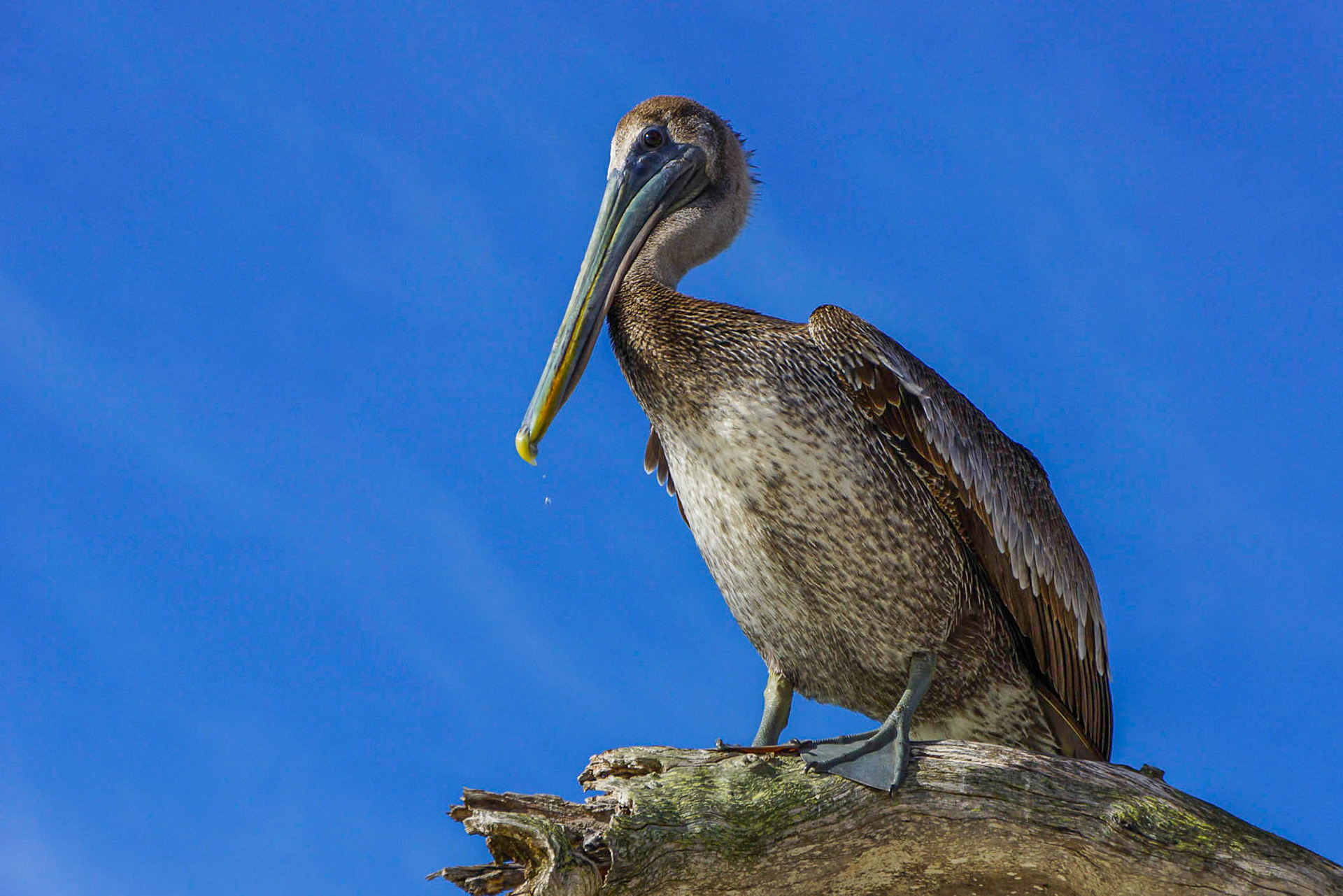 Pelican, Fort Myers beach, Florida