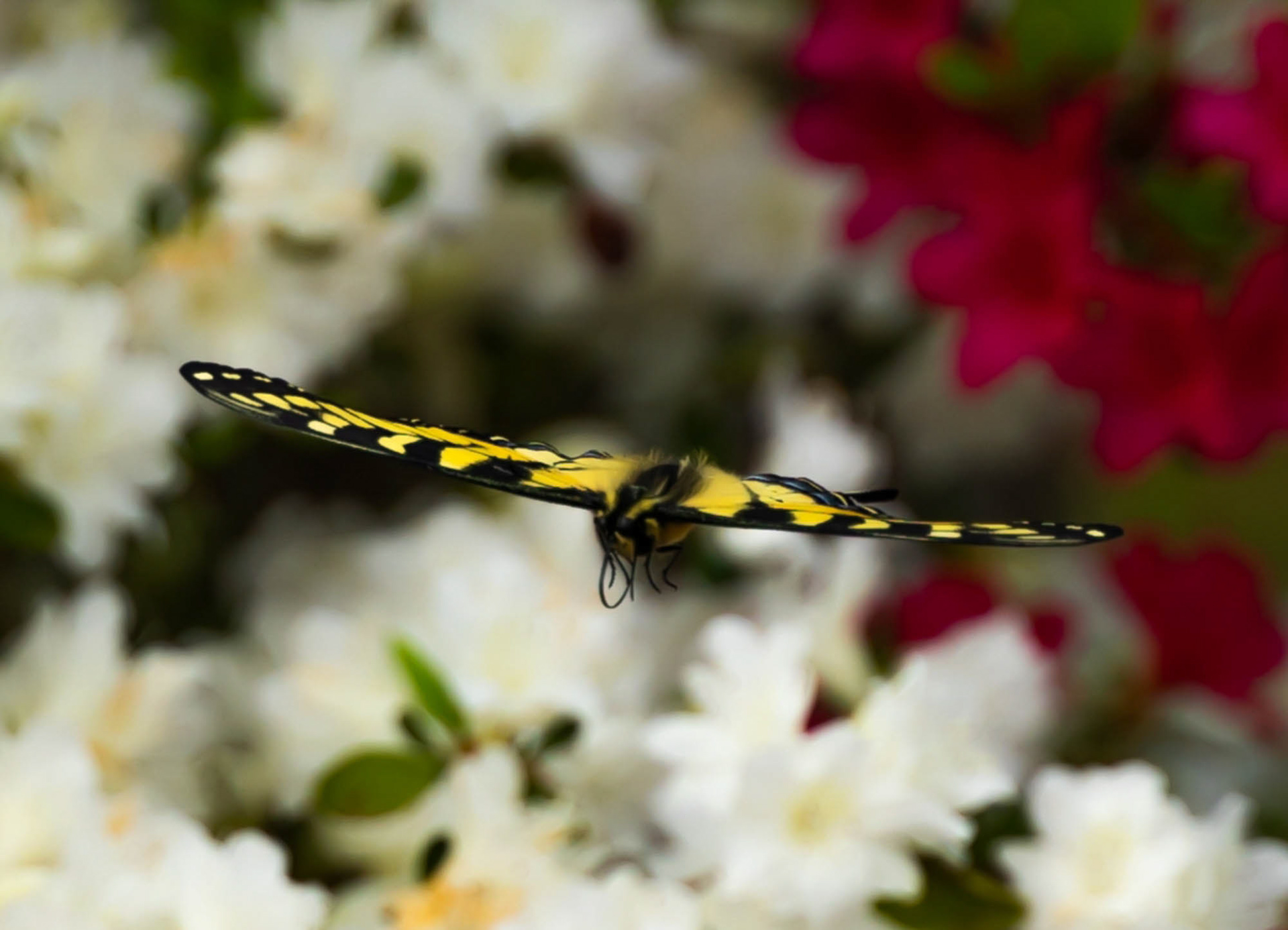 Swallowtail Butterfly