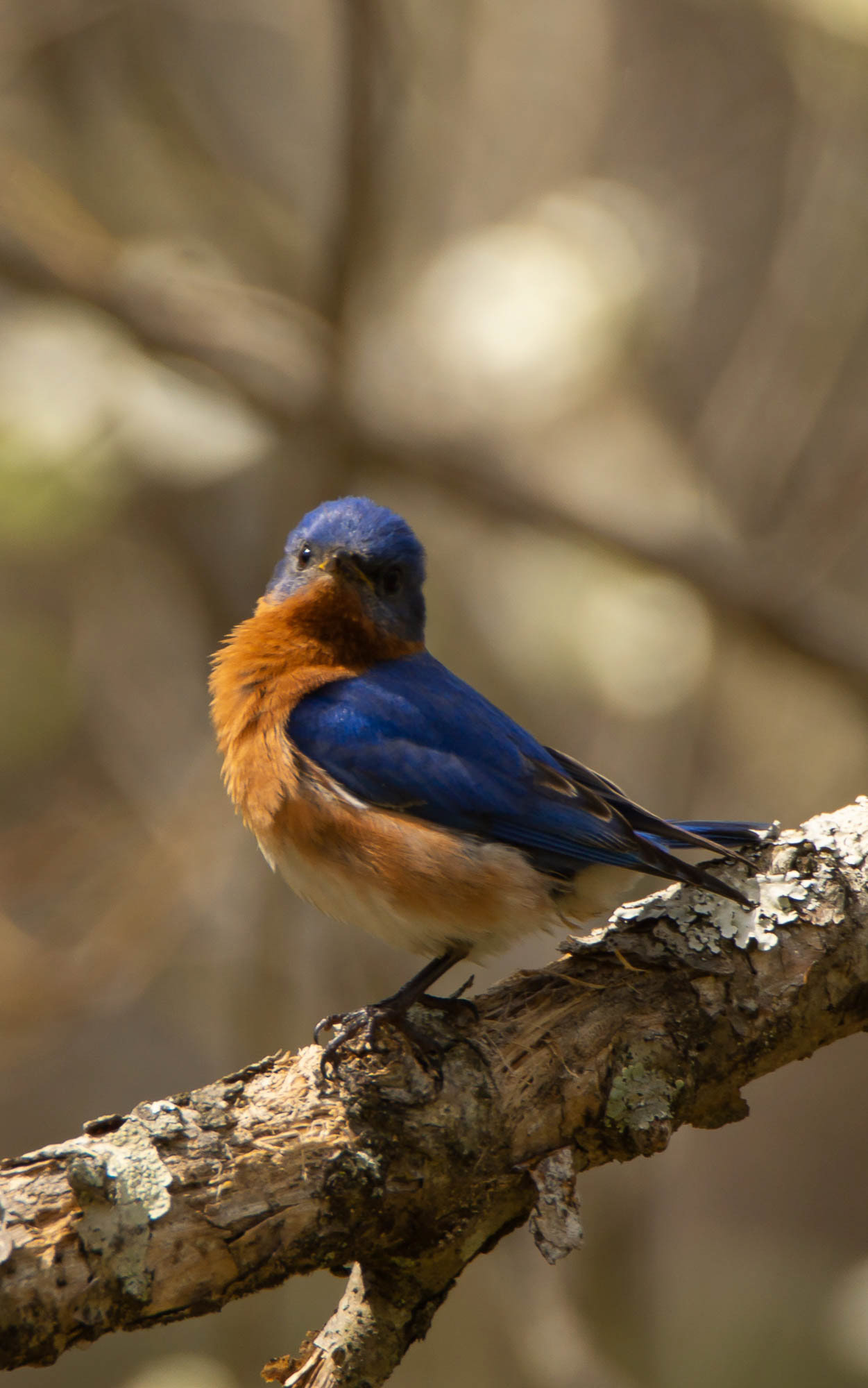 Eastern Bluebird